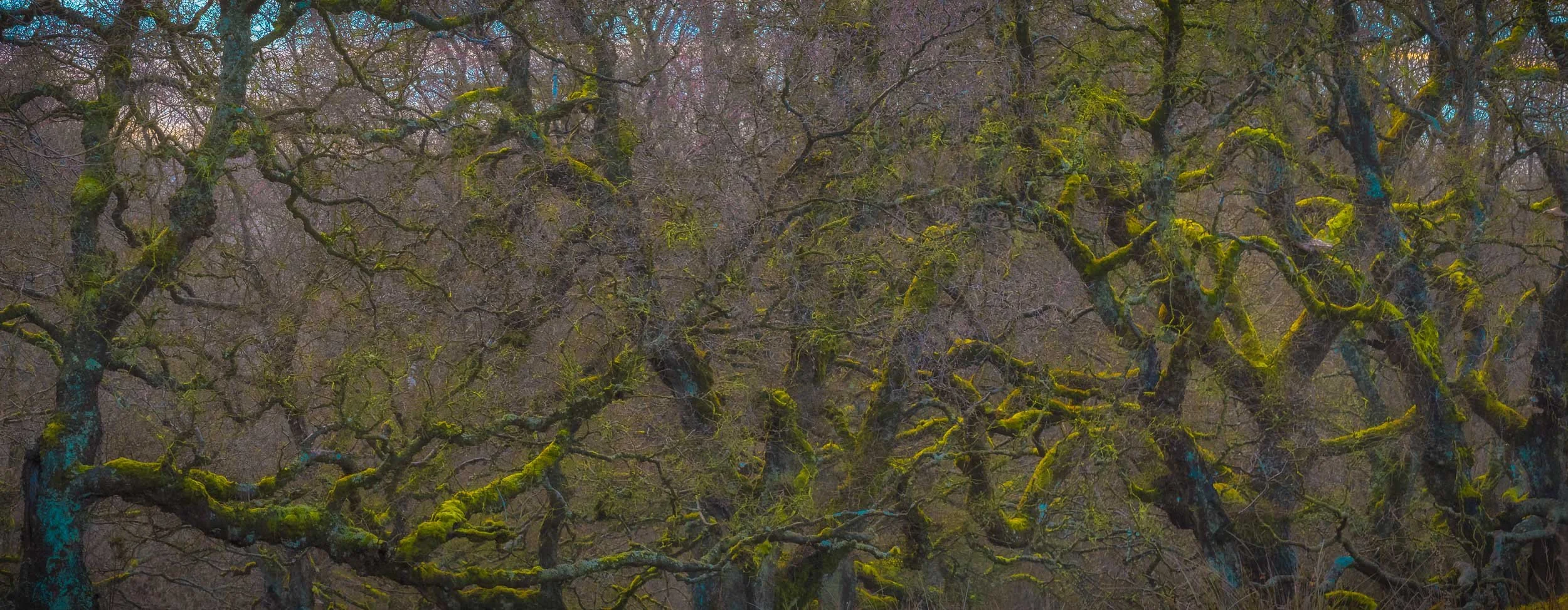 Dense woodland of twisting, moss-covered tree branches with sparse foliage