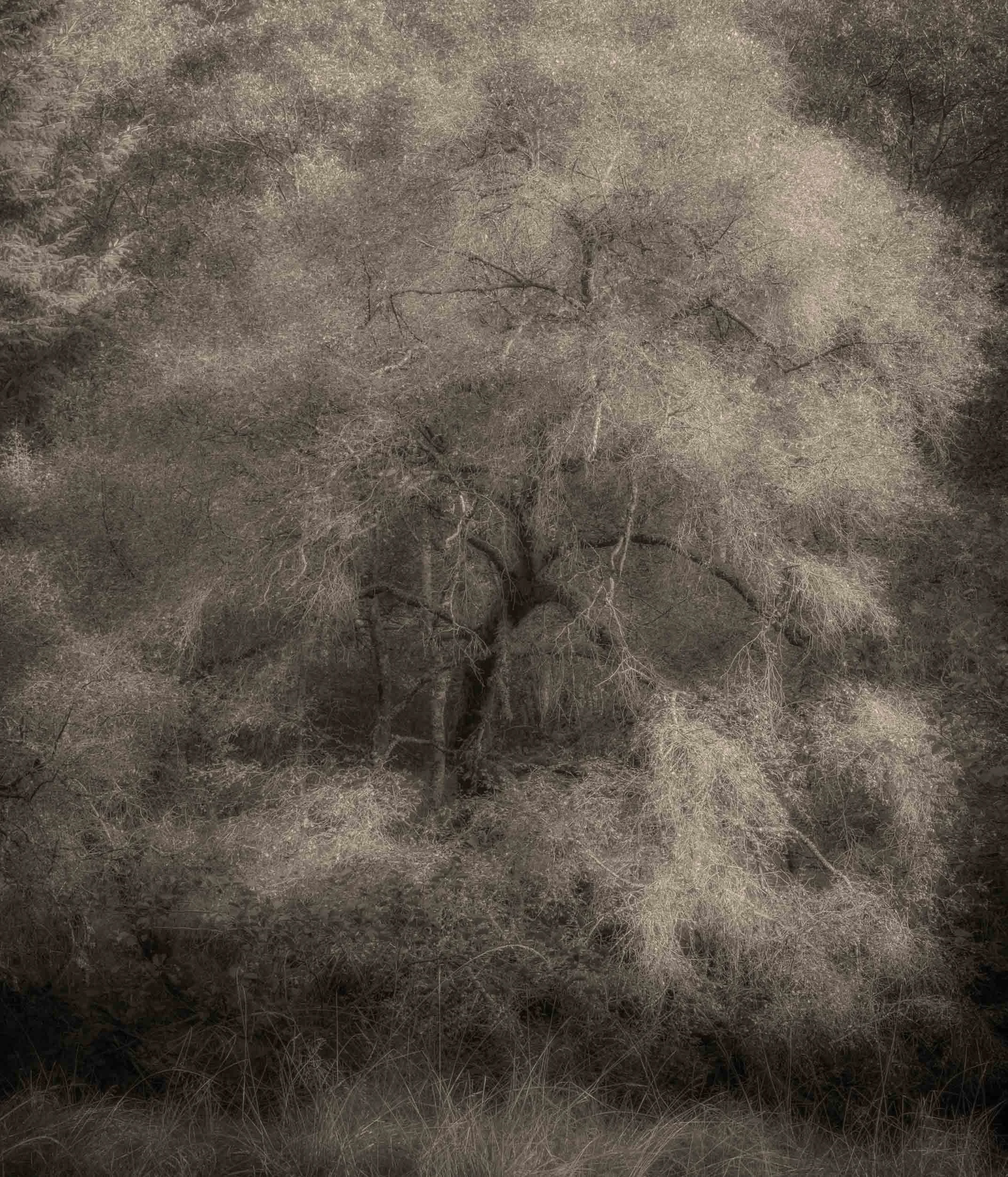 Dense, dry woodland with leafless trees, tangled branches, and tall brown grass on a hillside.