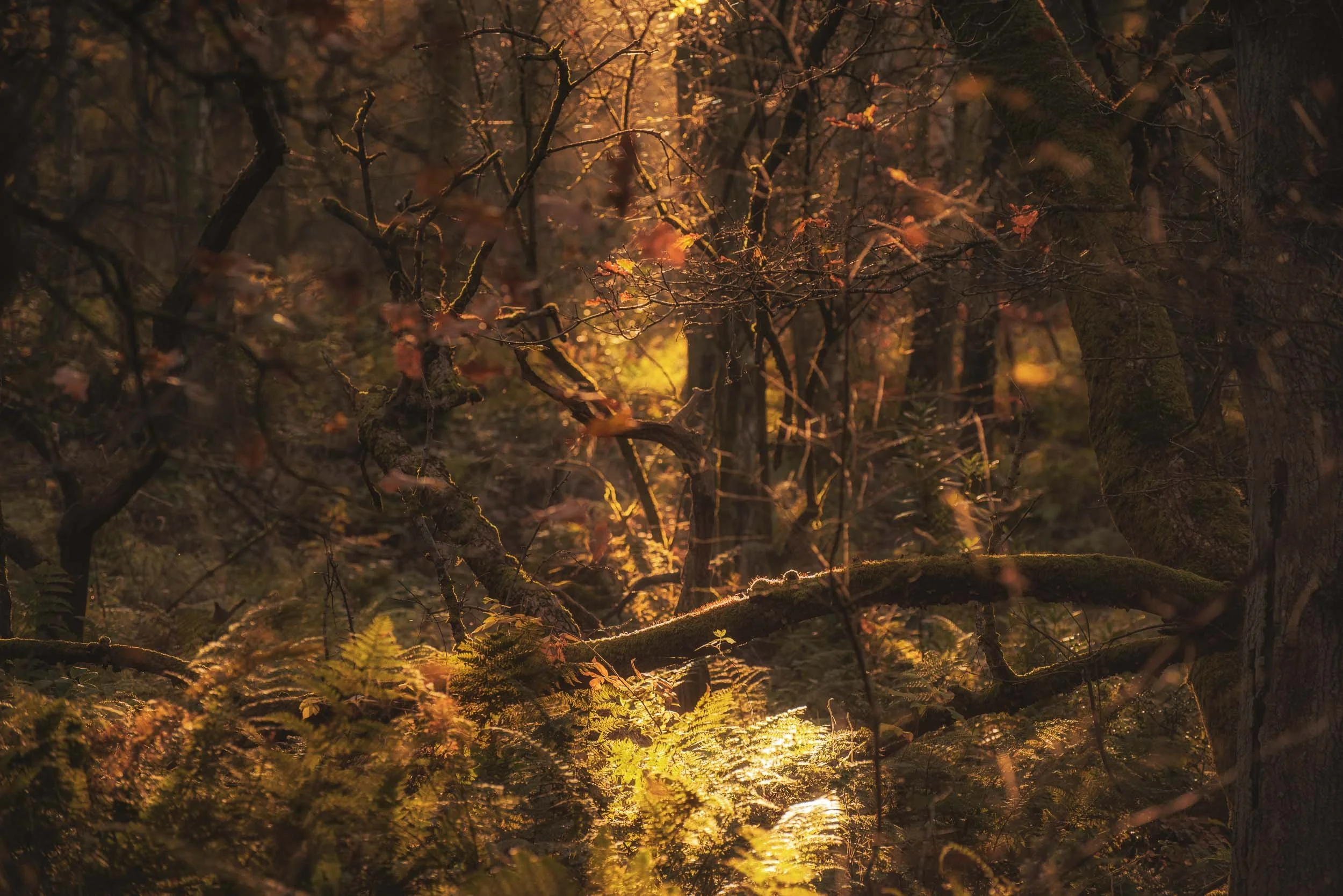 Sunlight filtering through autumn forest trees, branches, fallen leaves, and ferns