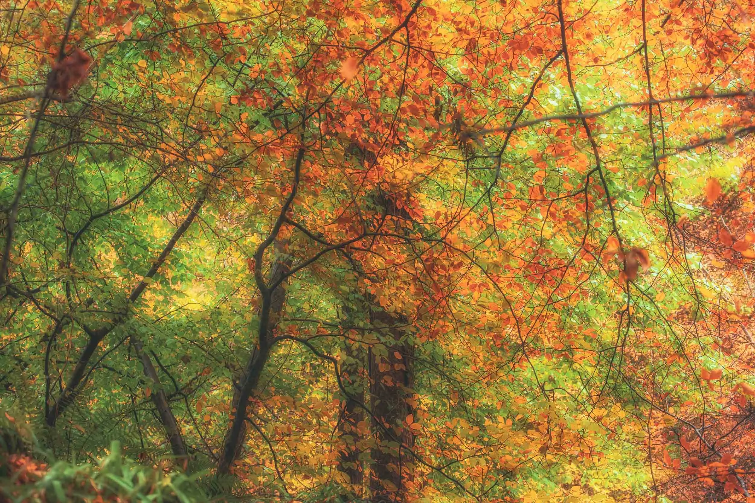 Dense autumn forest canopy with vibrant orange, red, yellow, and green leaves surrounding tree branches