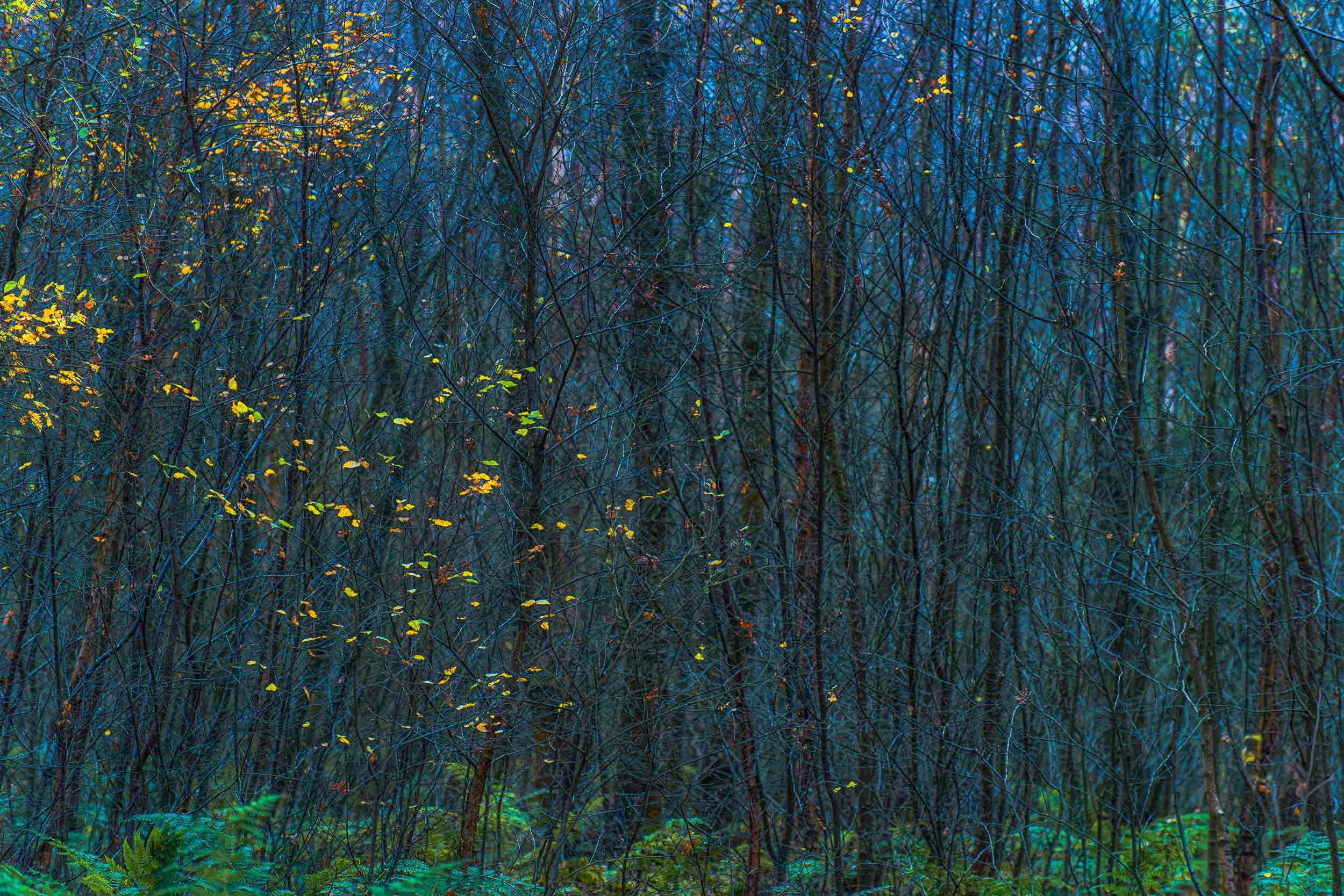 Dense autumn woodland with slender bare trees, scattered yellow leaves, and green ferns on the forest floor