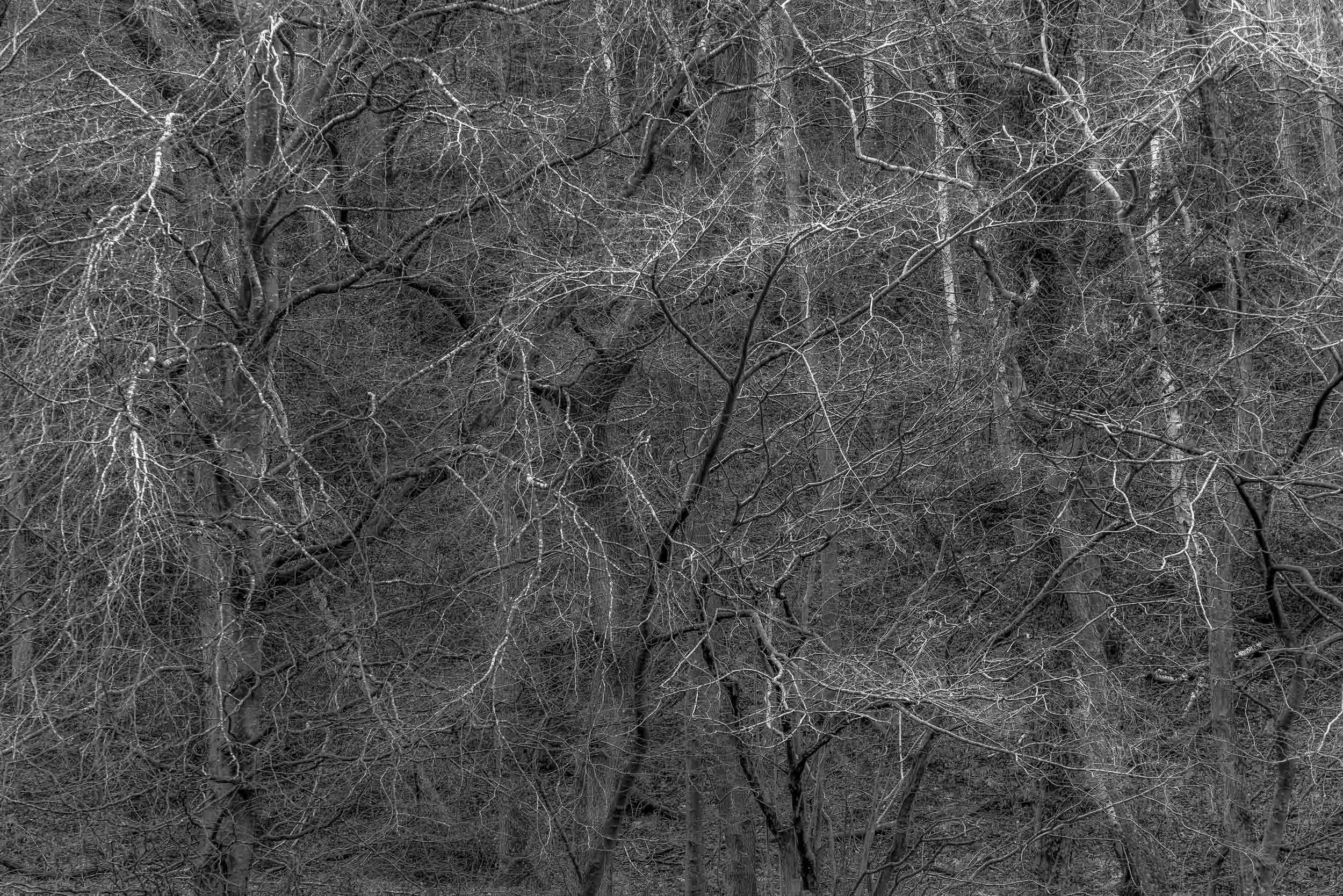 Dense black-and-white woodland filled with leafless trees and tangled branches