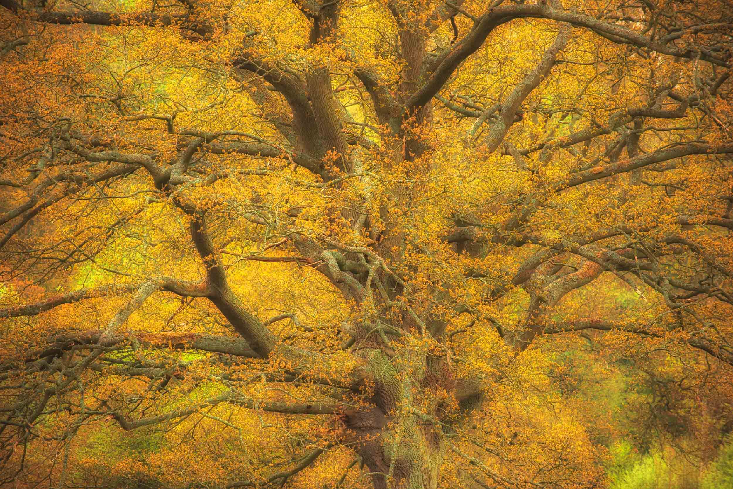 Dense autumn forest canopy with massive twisting tree branches and golden-orange leaves