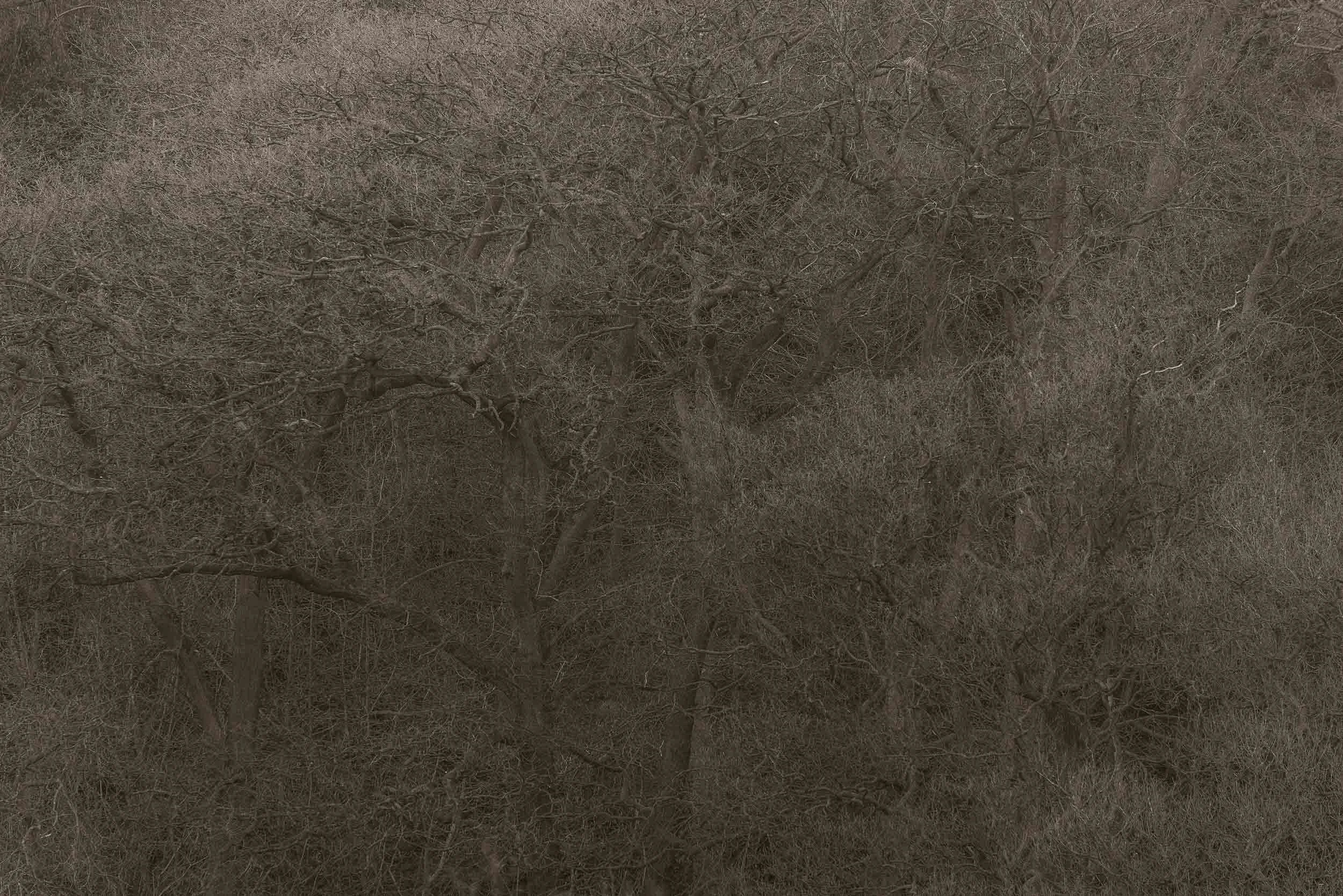 Dense leafless woodland with tangled tree branches and undergrowth