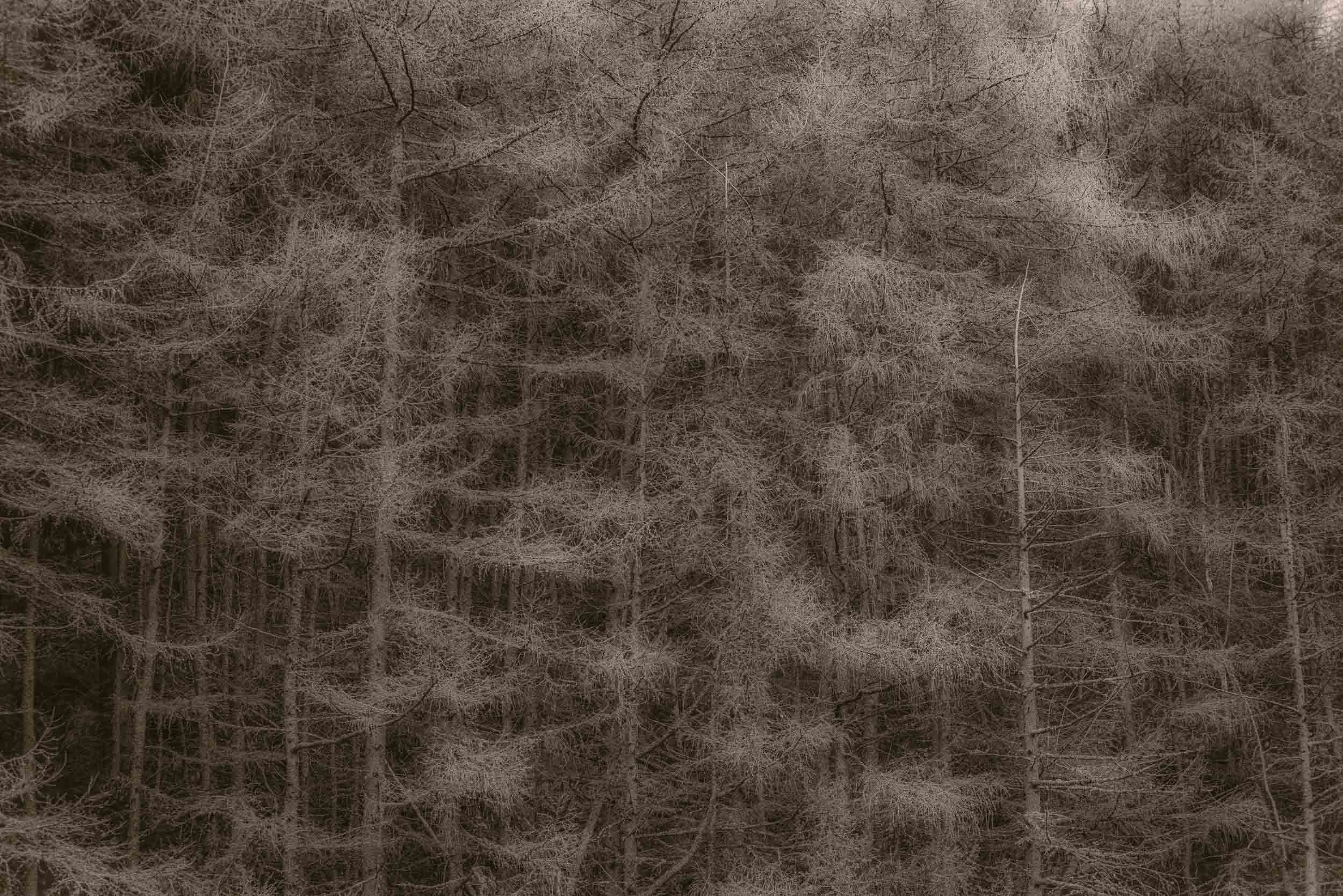 Dense winter forest of bare trees and tangled branches