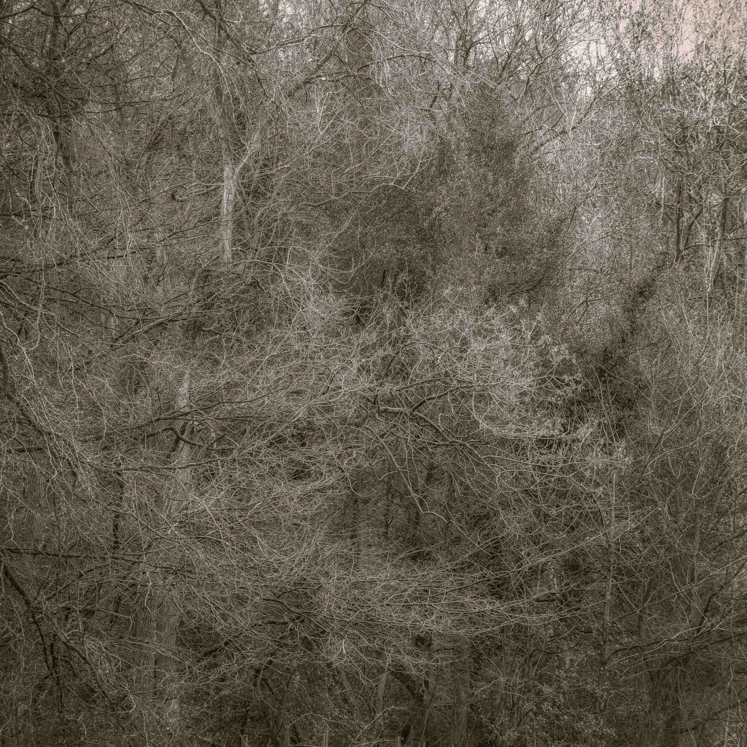 Dense leafless woodland filled with tangled branches and bare trees.