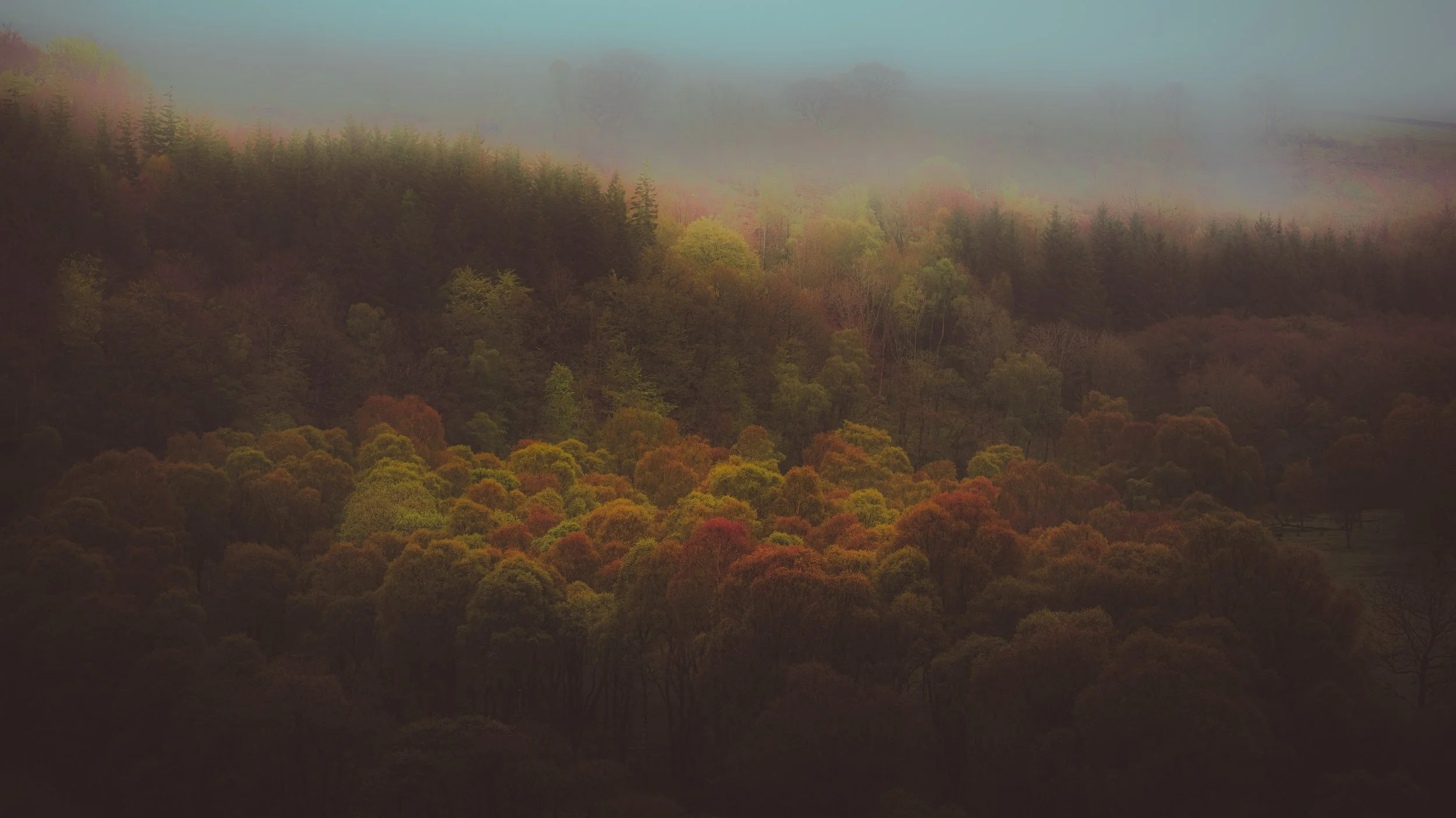 Misty autumn forest canopy displaying vibrant red, orange, yellow, and green foliage