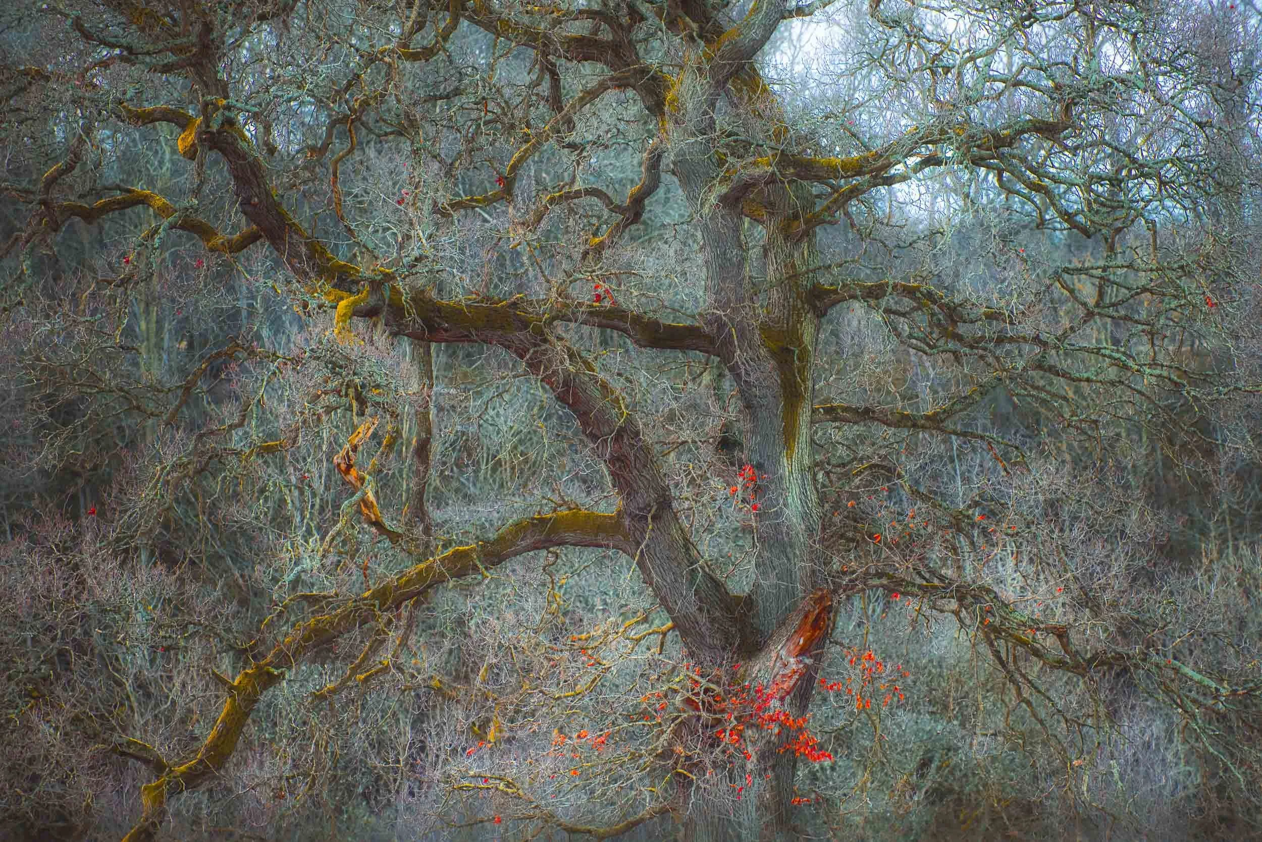 Dense winter woodland with sprawling, moss-covered oak branches, bare twigs, and clusters of bright red berries