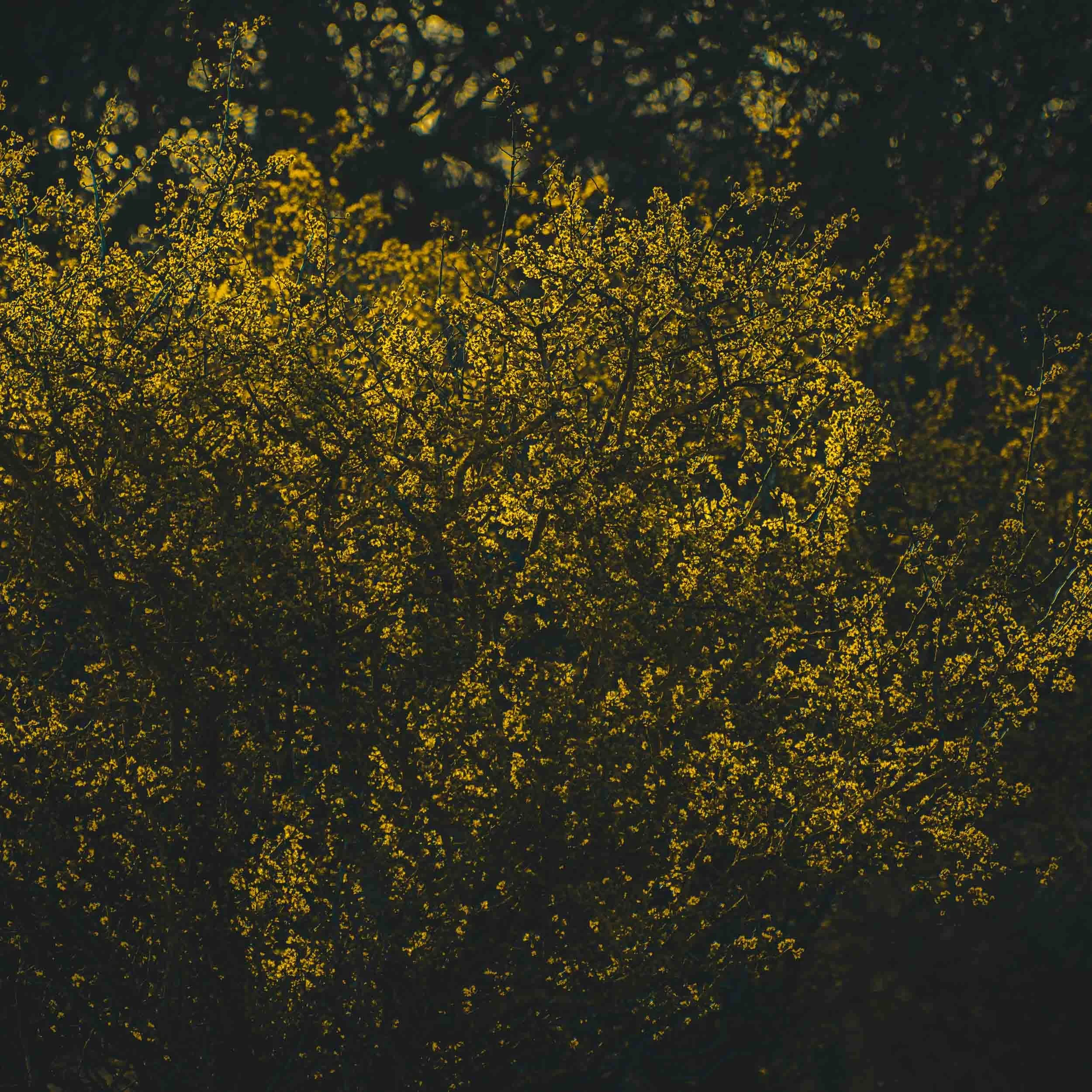 Sunlit golden autumn foliage against a dark forest background