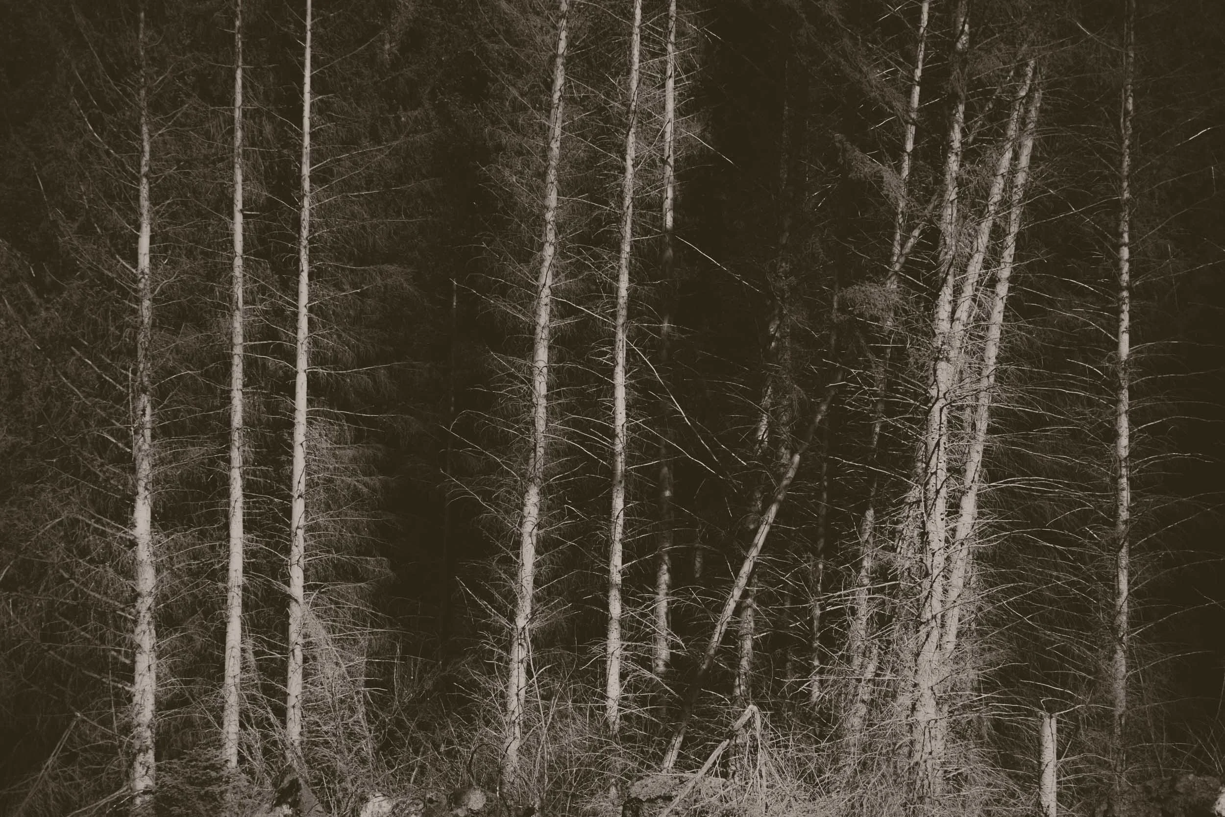 Sepia-toned birch forest with slender white tree trunks and dense bare branches