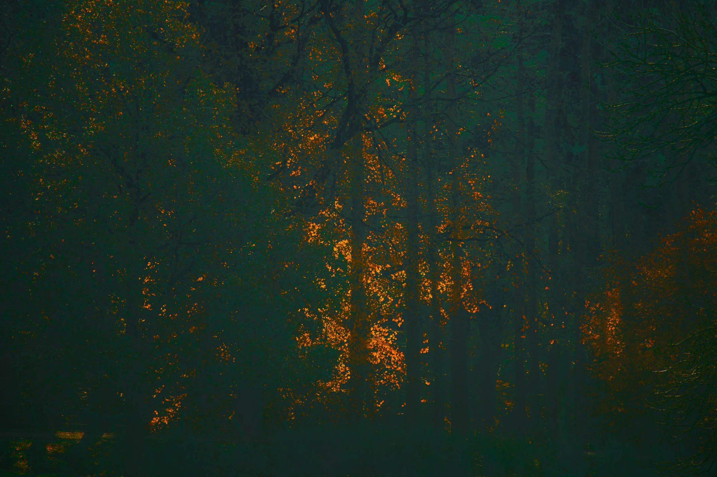 Dark, misty forest with dense trees and glowing orange autumn leaves