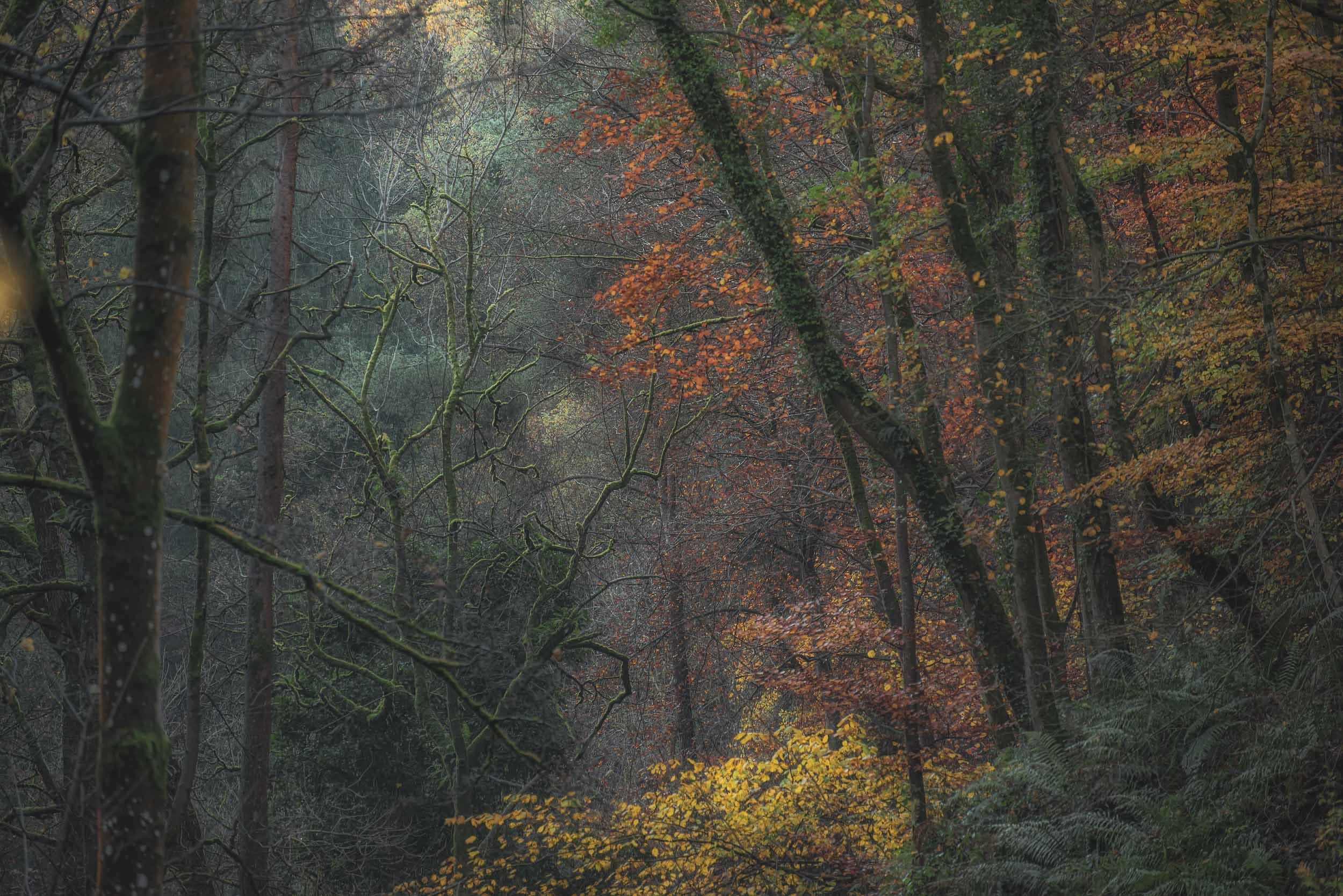 Misty autumn forest with moss-covered tree trunks, tangled branches, and orange and yellow foliage
