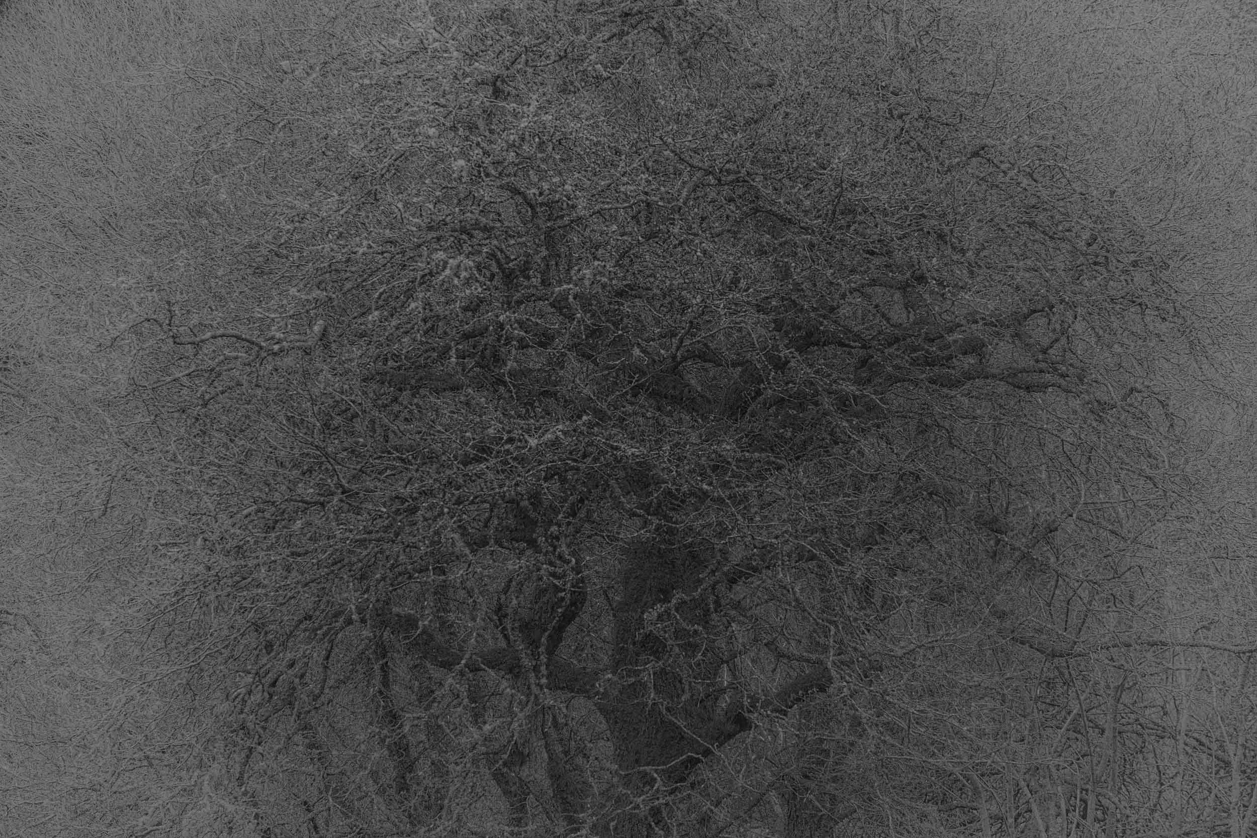 Monochrome aerial view of dense tangled brush and dry vegetation