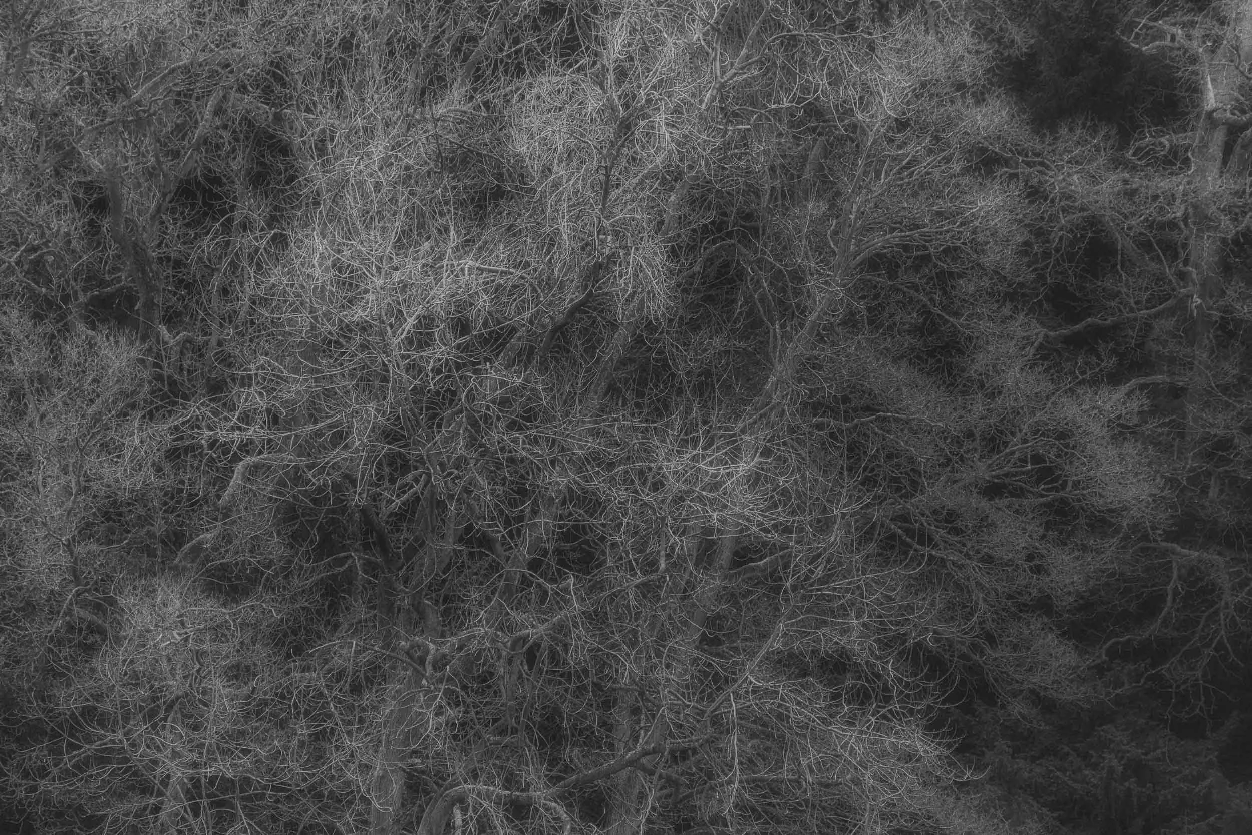 Dense grayscale forest of tangled, leafless tree branches