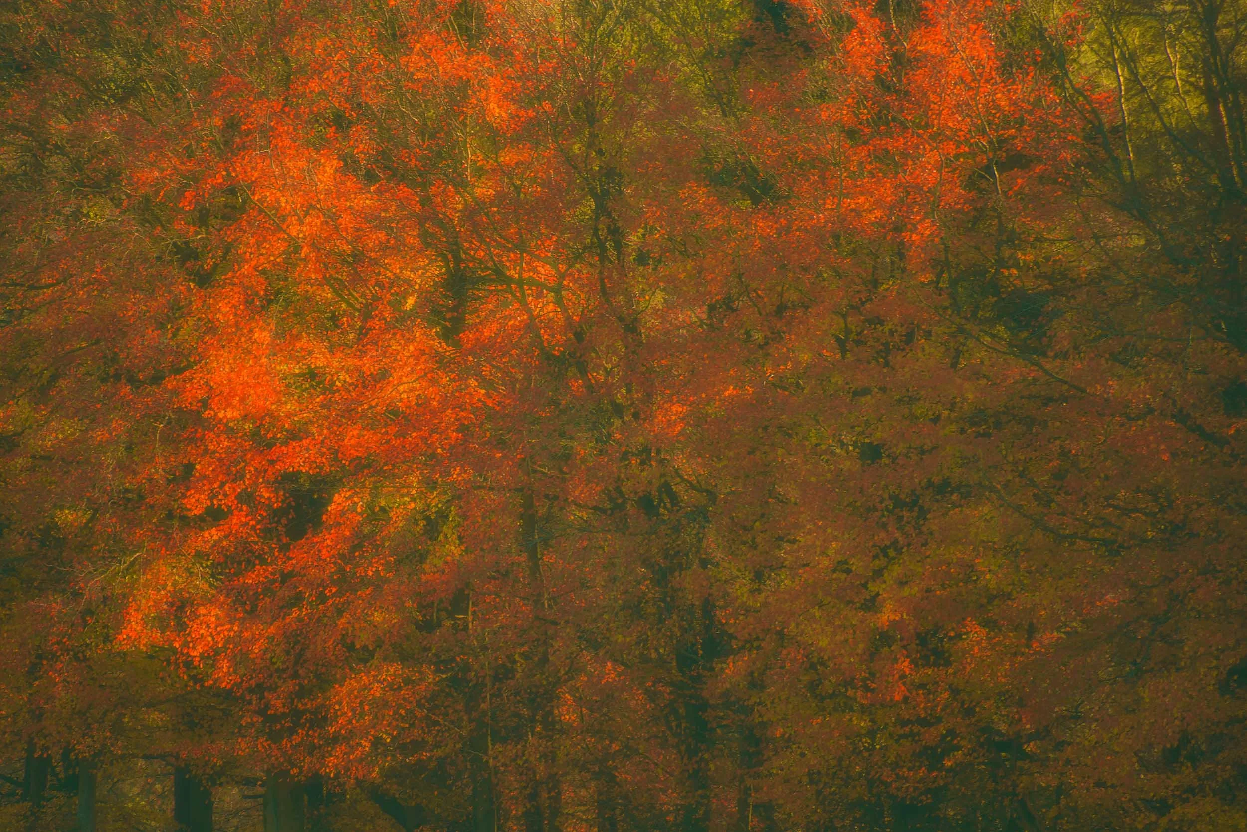 Dense autumn forest with vibrant orange and red foliage.