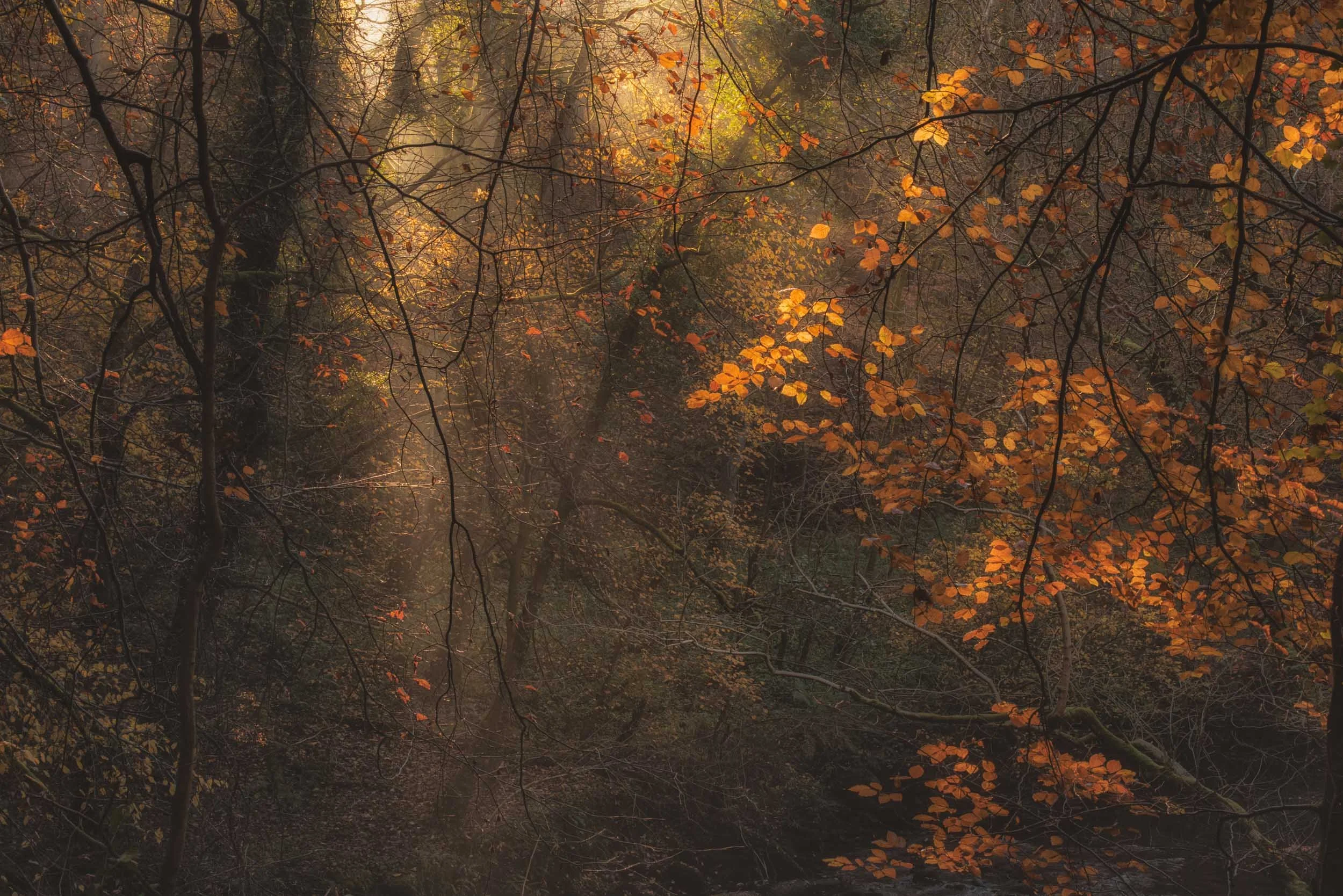 Dense autumn forest with orange leaves, tangled branches, and warm sunlight filtering through the trees