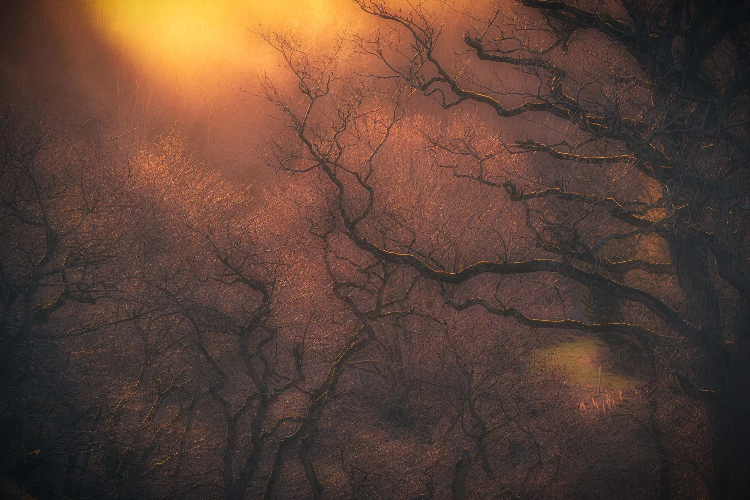 Sunlight filtering through dense, leafless forest branches in a warm, misty woodland