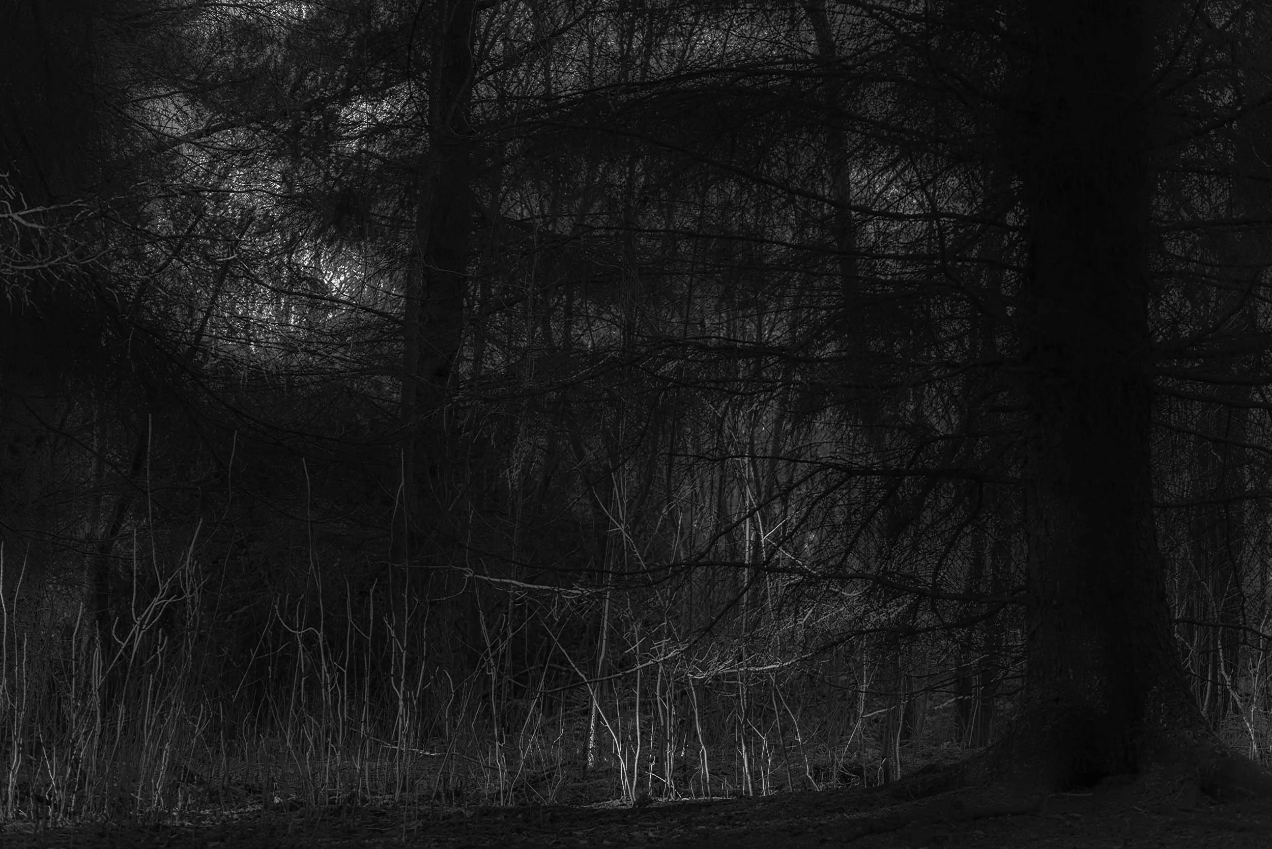 Dark, dense forest with tall trees, tangled branches, and bare undergrowth.