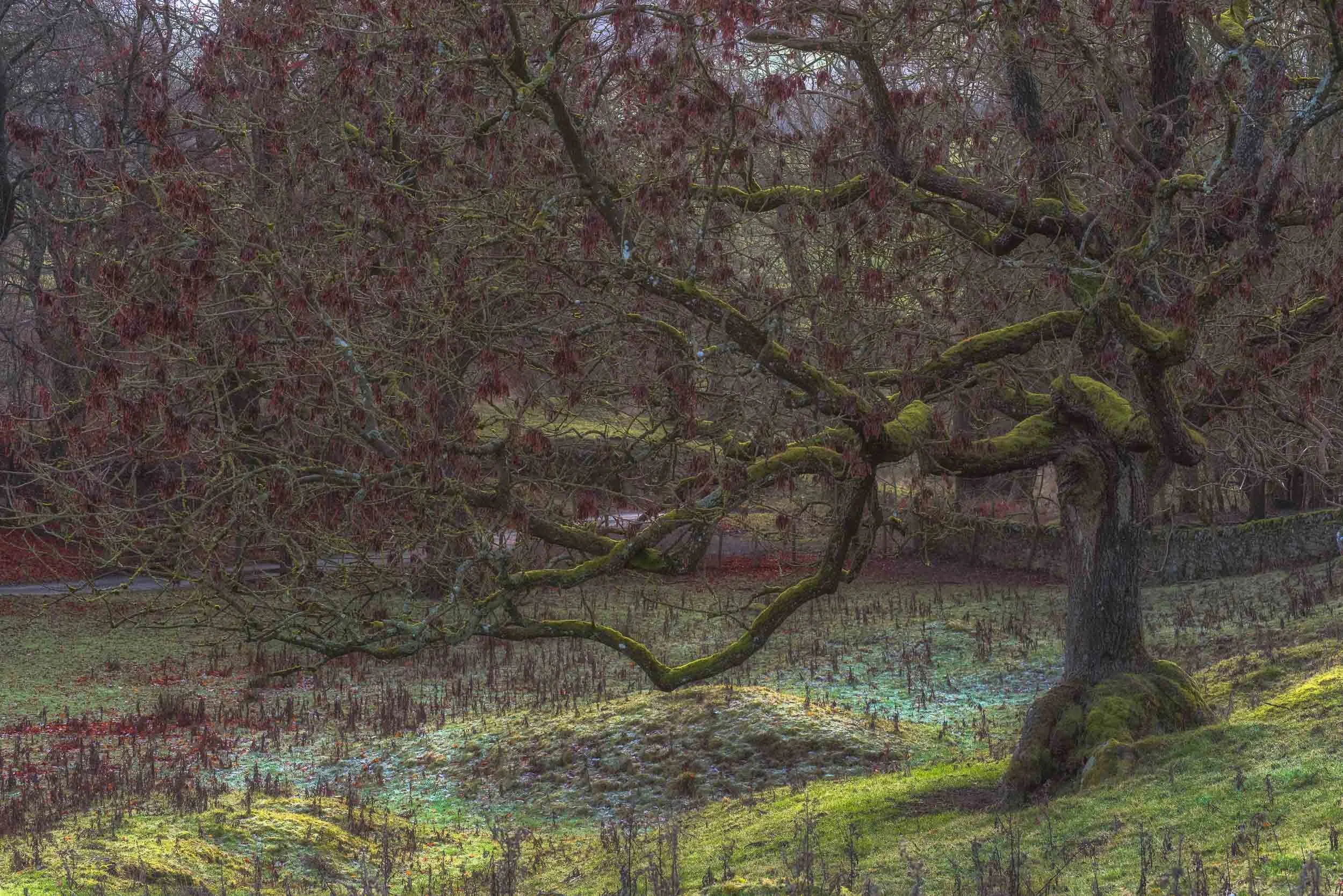Moss-covered tree branches in a dense woodland over a sunlit forest floor