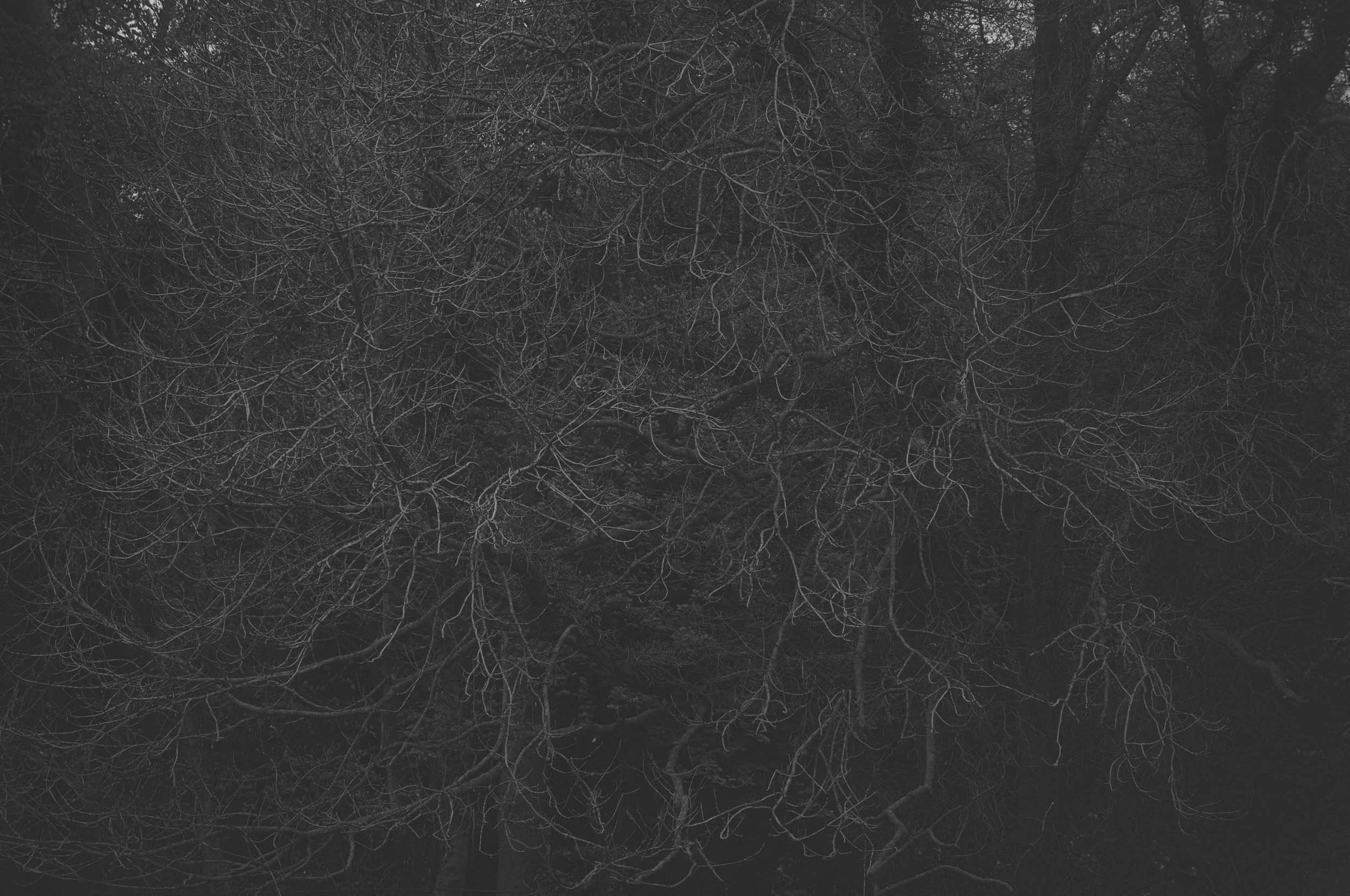 Dark, dense forest filled with tangled, bare tree branches
