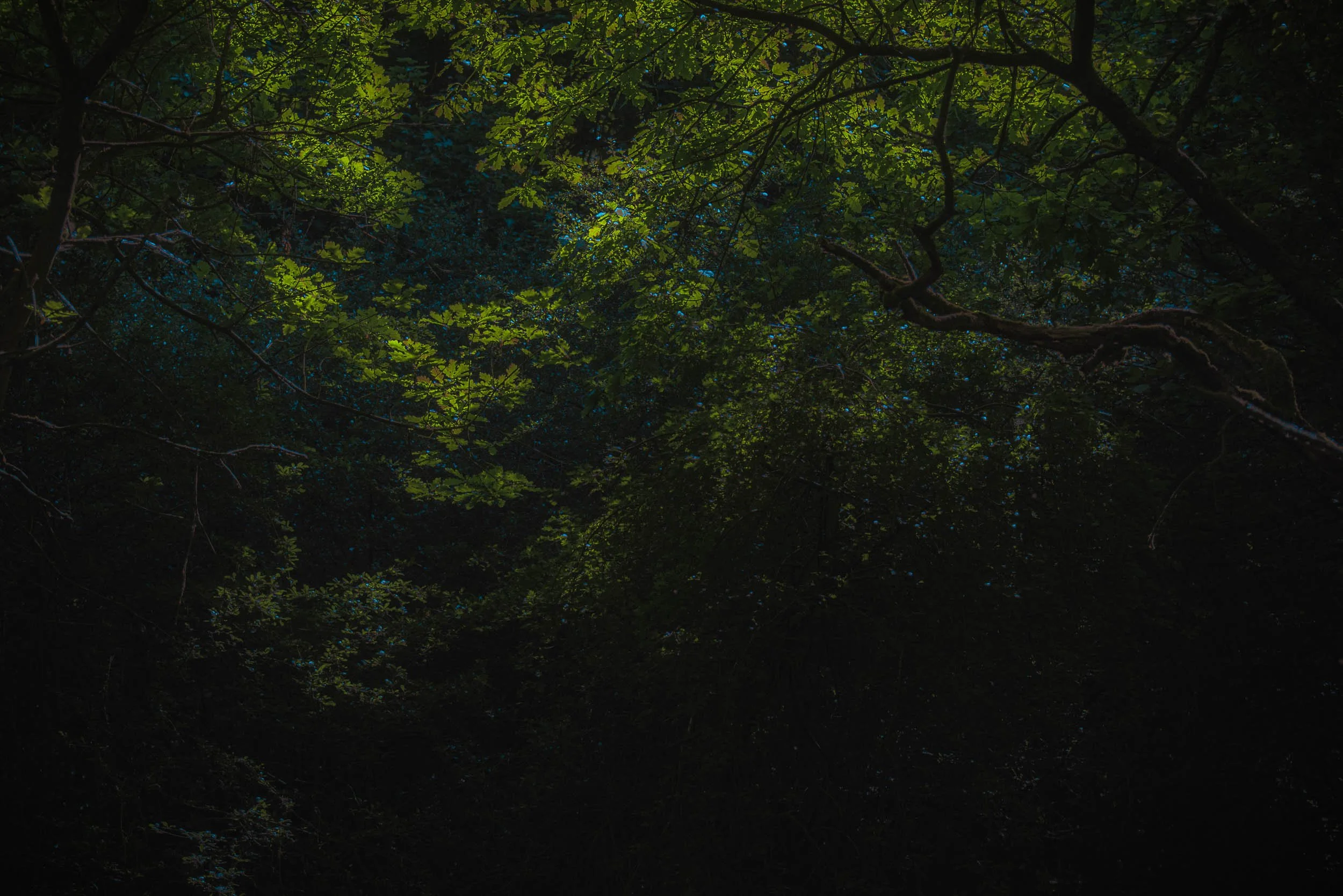 Dark, dense forest canopy with sunlit green leaves and twisting tree branches