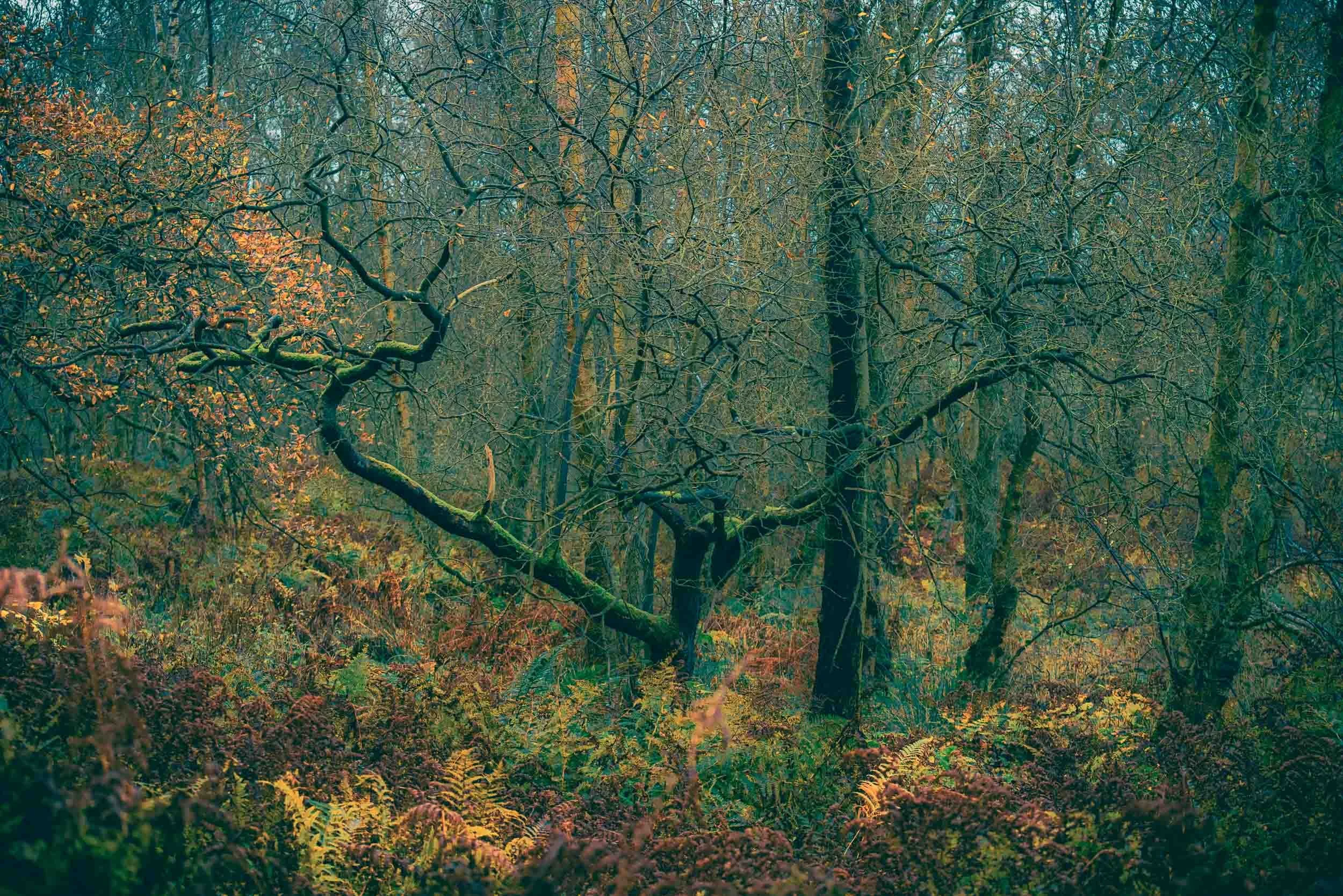 Dense autumn woodland with bare trees, moss-covered branches, and colorful ferns on the forest floor