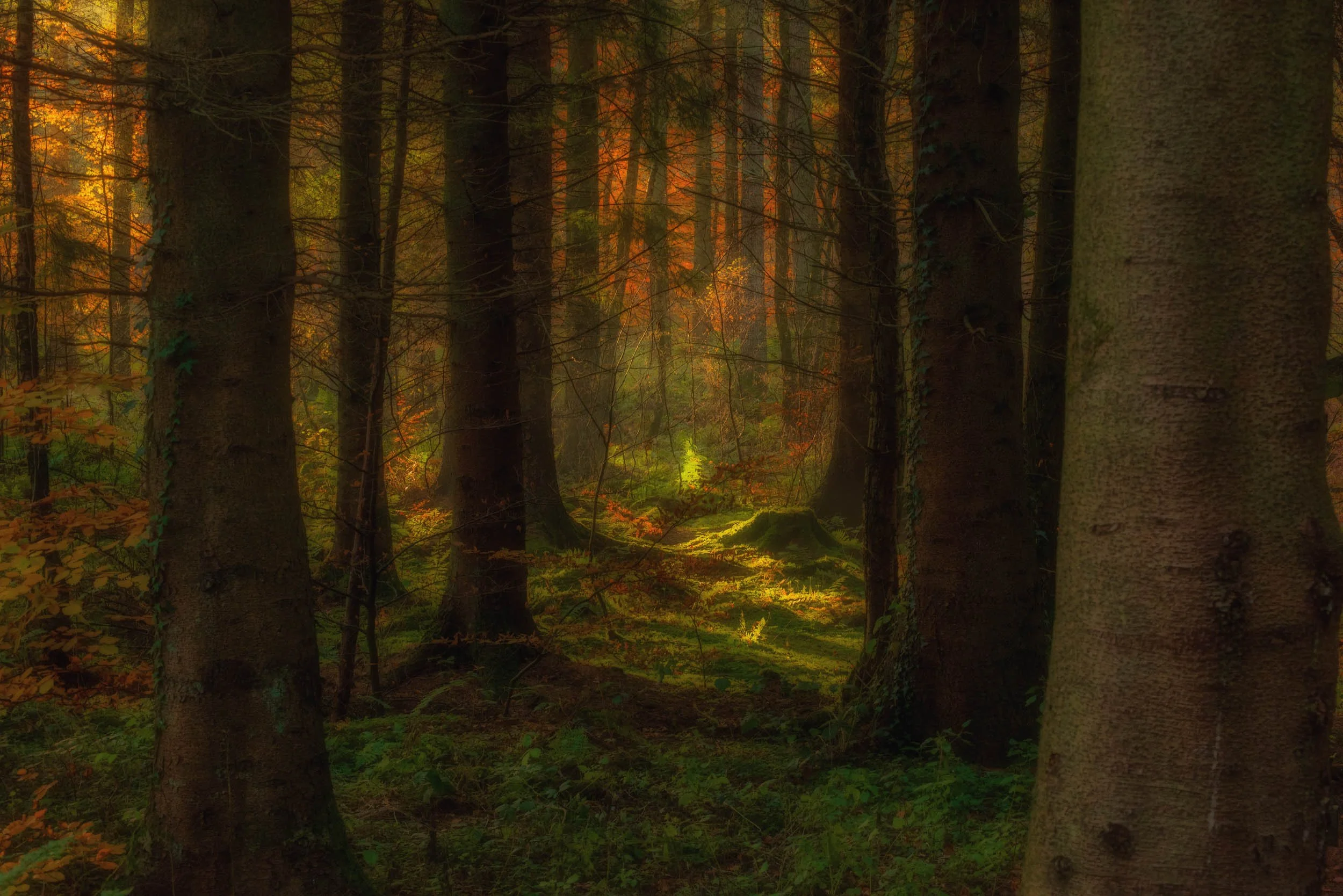Sunlit autumn forest with tall tree trunks, golden foliage, moss-covered ground, and ferns