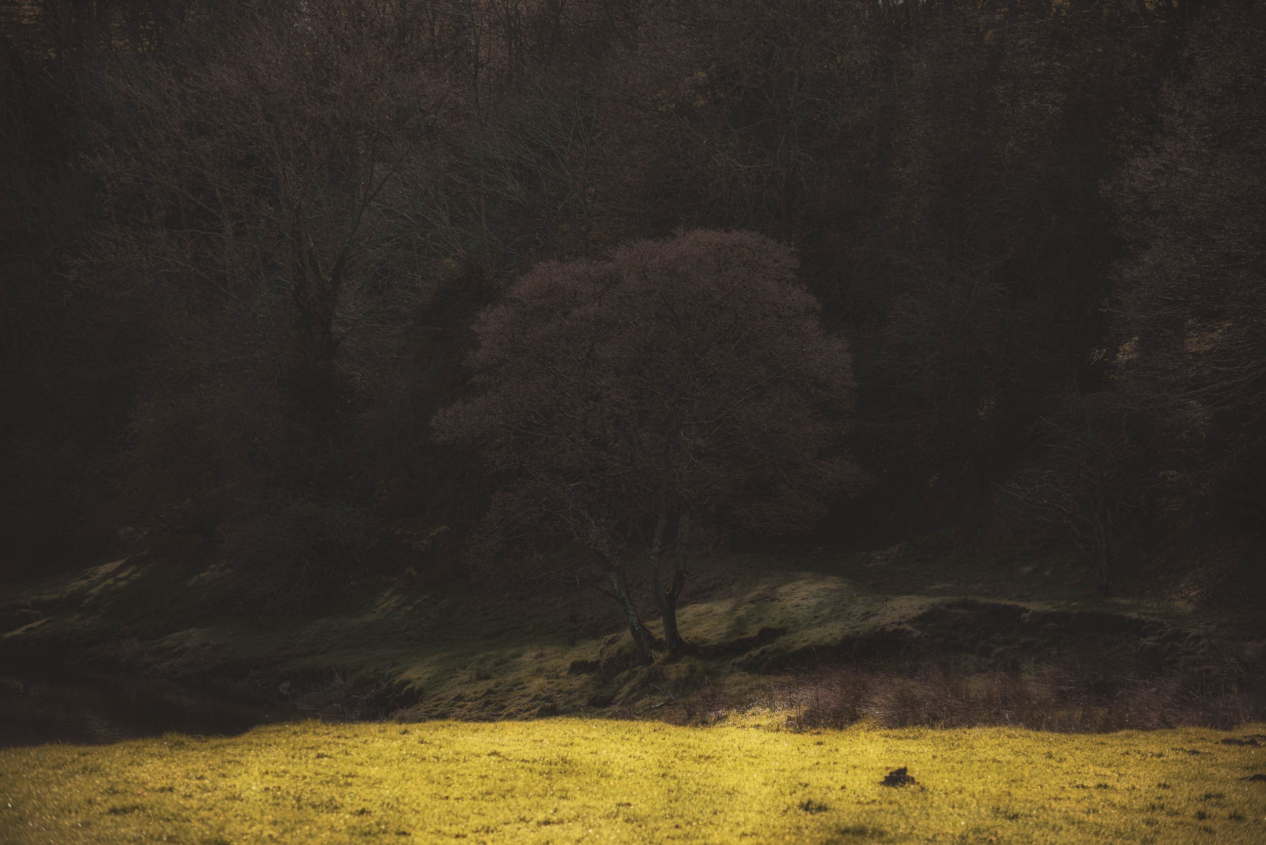 Sunlit grassy clearing with a leafless tree surrounded by dense woodland