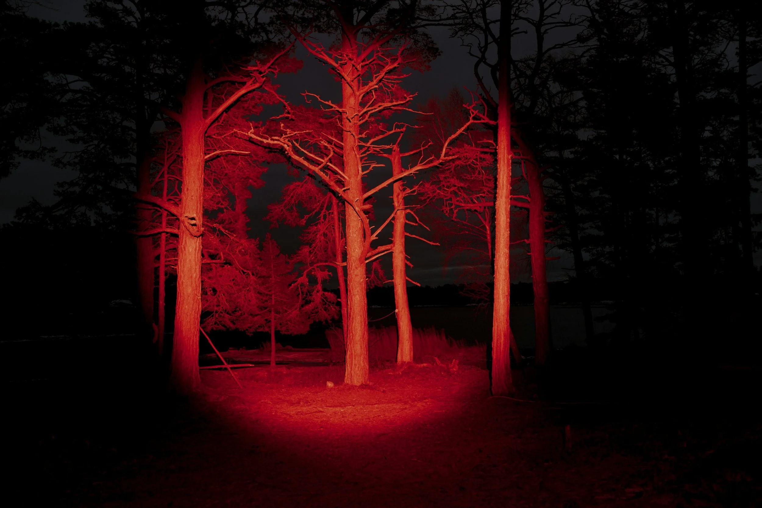 Dark forest of tall trees illuminated by intense red light at night