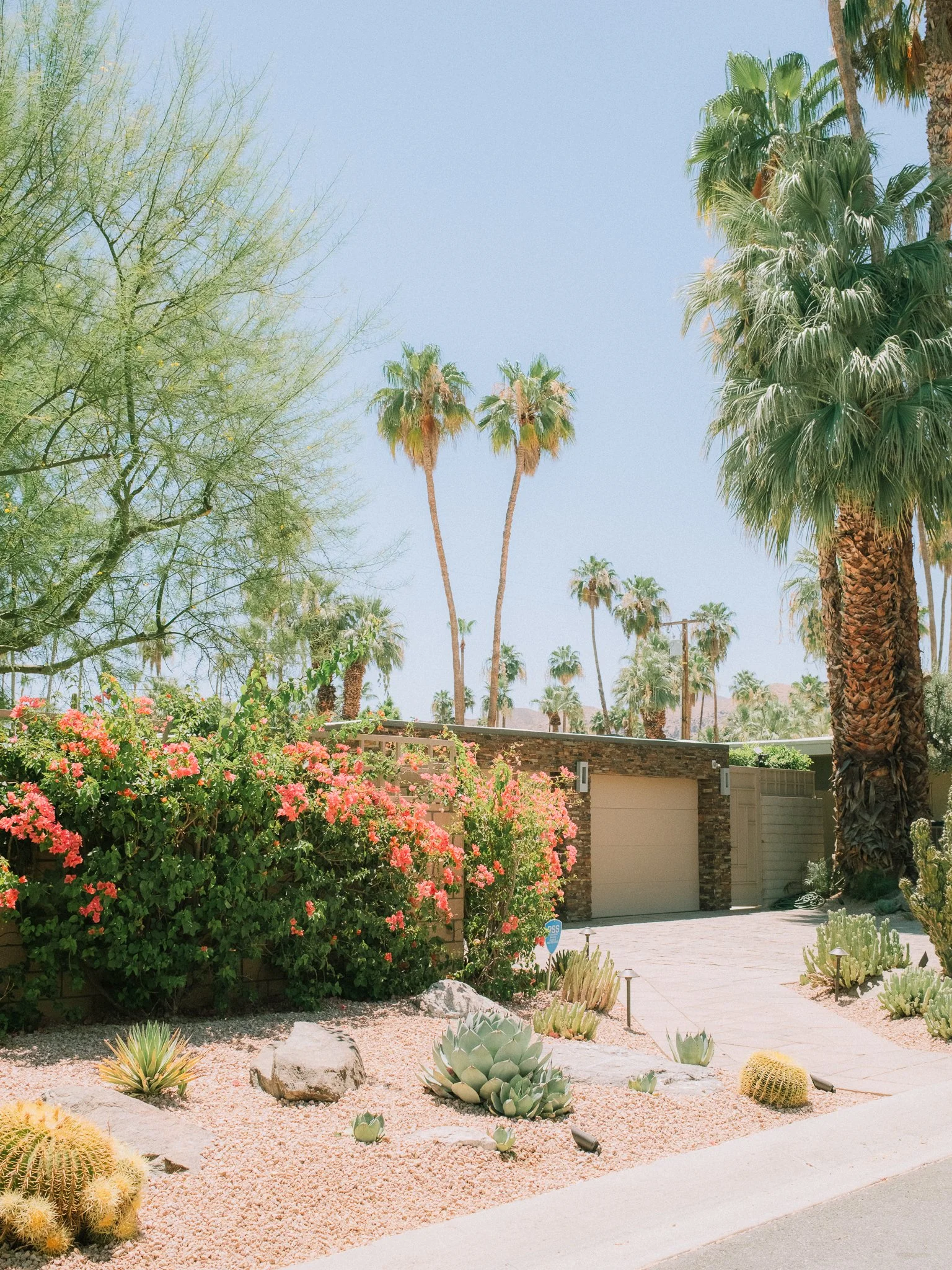 Desert landscape with palm trees, flowering bougainvillea, cacti, and succulents in a residential front yard