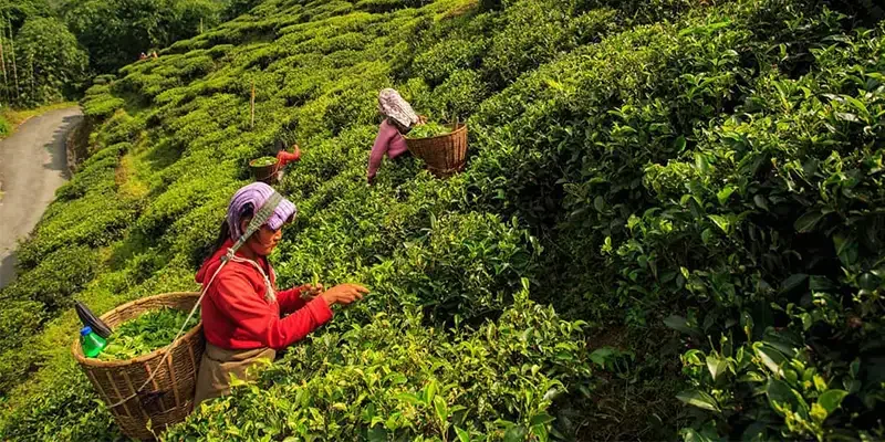 Tea pickers harvesting tea leaves on a lush hillside plantation in the countryside