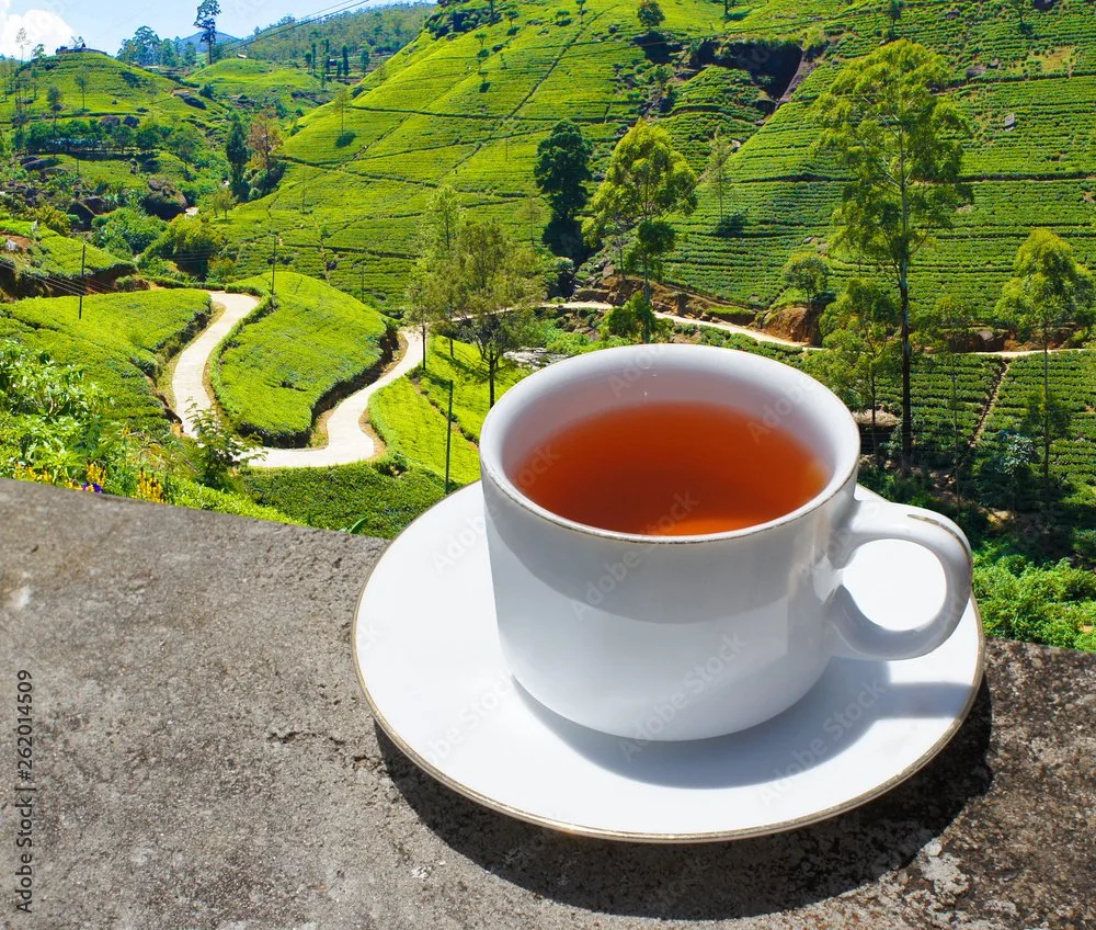 Cup of tea on a saucer overlooking lush green tea plantations in the hills