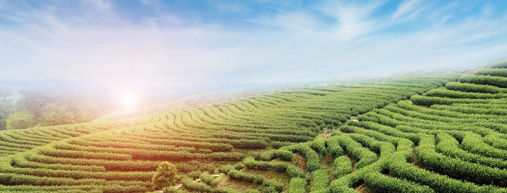 Sunrise over lush green tea plantations covering rolling hills