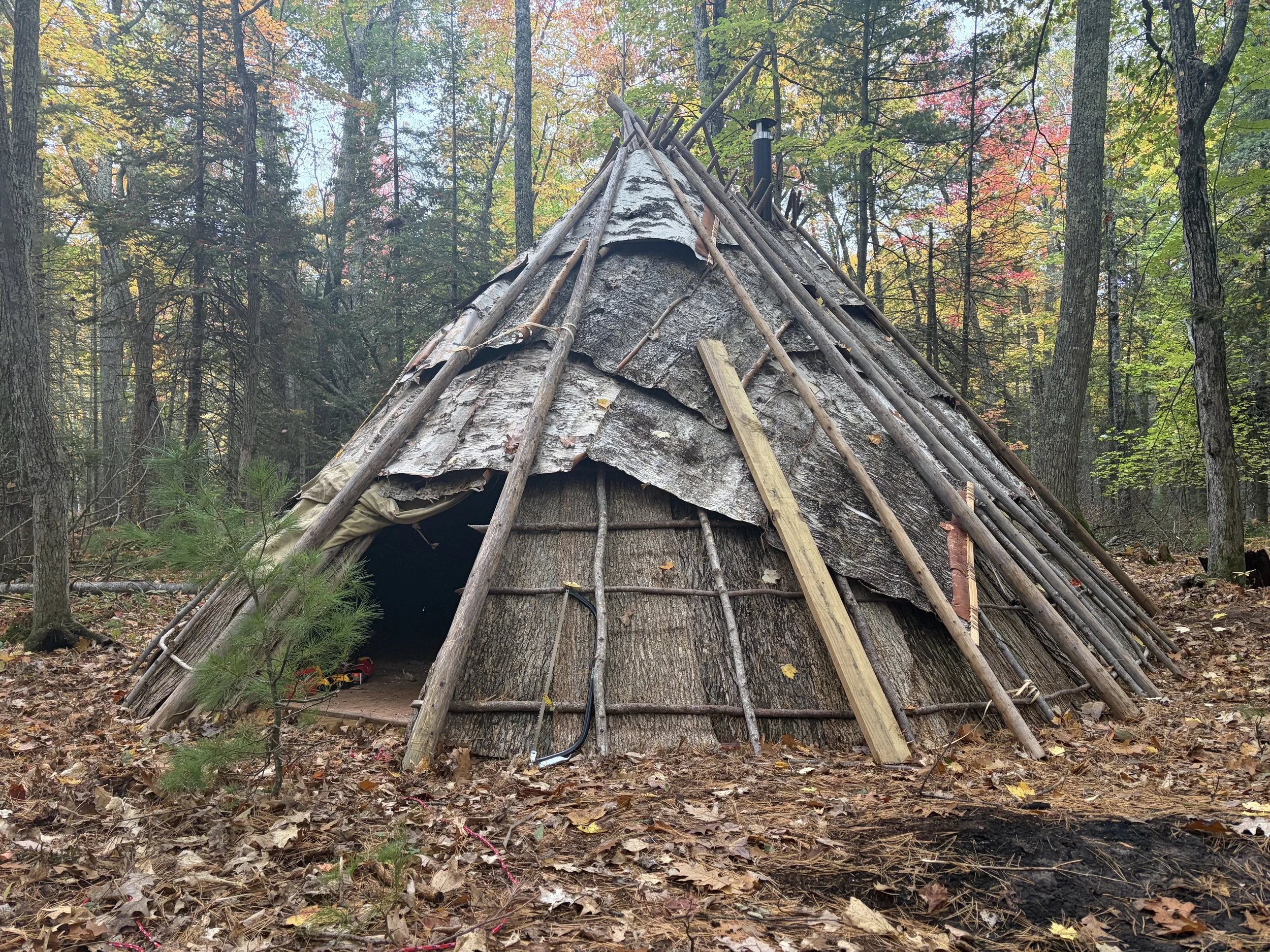 Birch House in its woodland setting