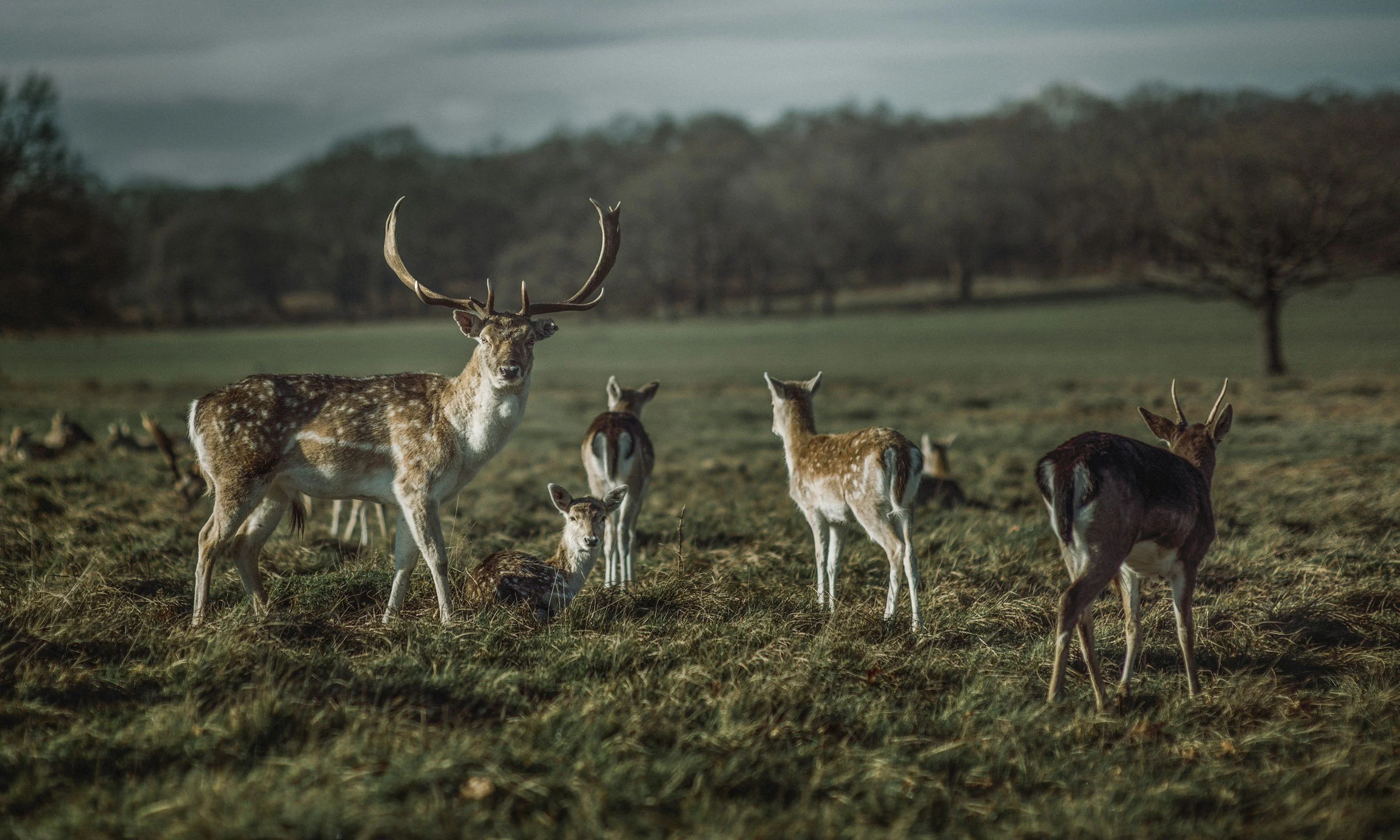 Herd of fallow deer grazing in a grassy field beneath a cloudy sky