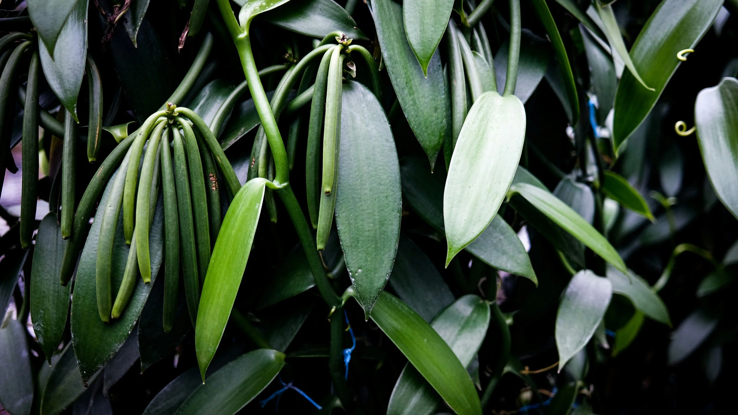 Gros plan sur des orchidées tropicales aux feuilles vertes et aux racines aériennes.