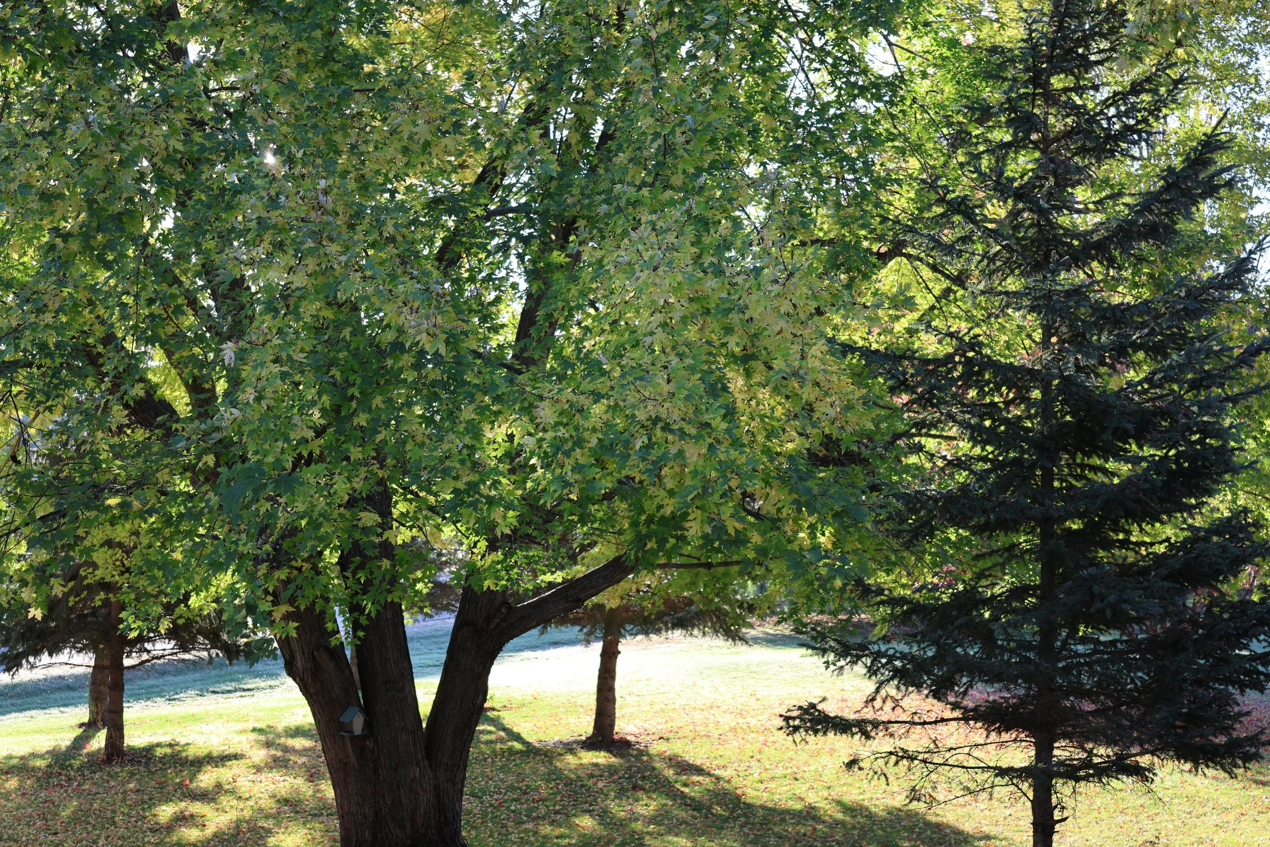 Sunlit park with leafy deciduous trees, evergreen branches, and grass-covered ground