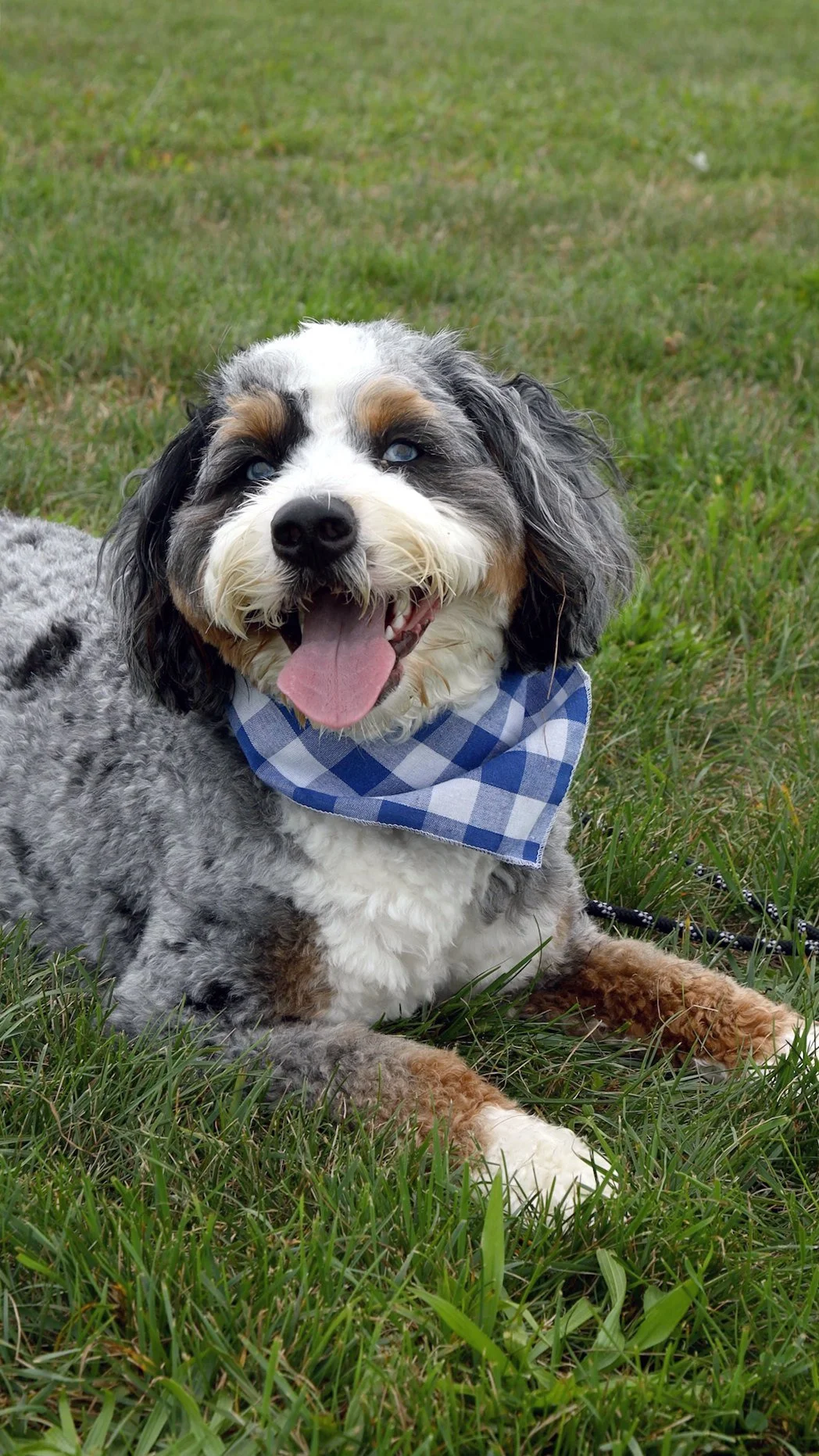 Gracie, a blue merle Mini Bernedoodle in a blue gingham bandana, lying in the grass and smiling