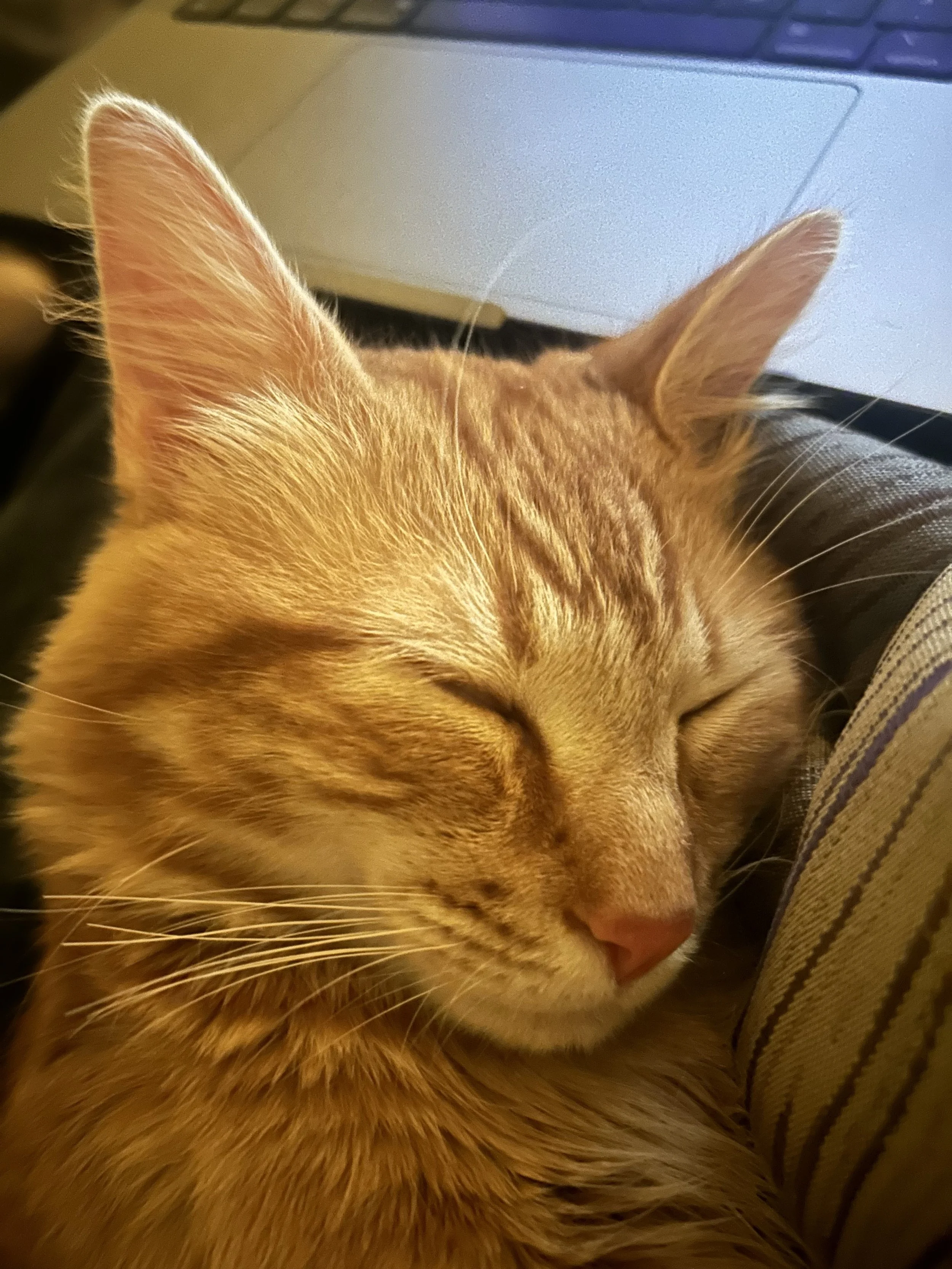 Close-up of a fluffy orange tabby cat with closed eyes resting on a person's lap