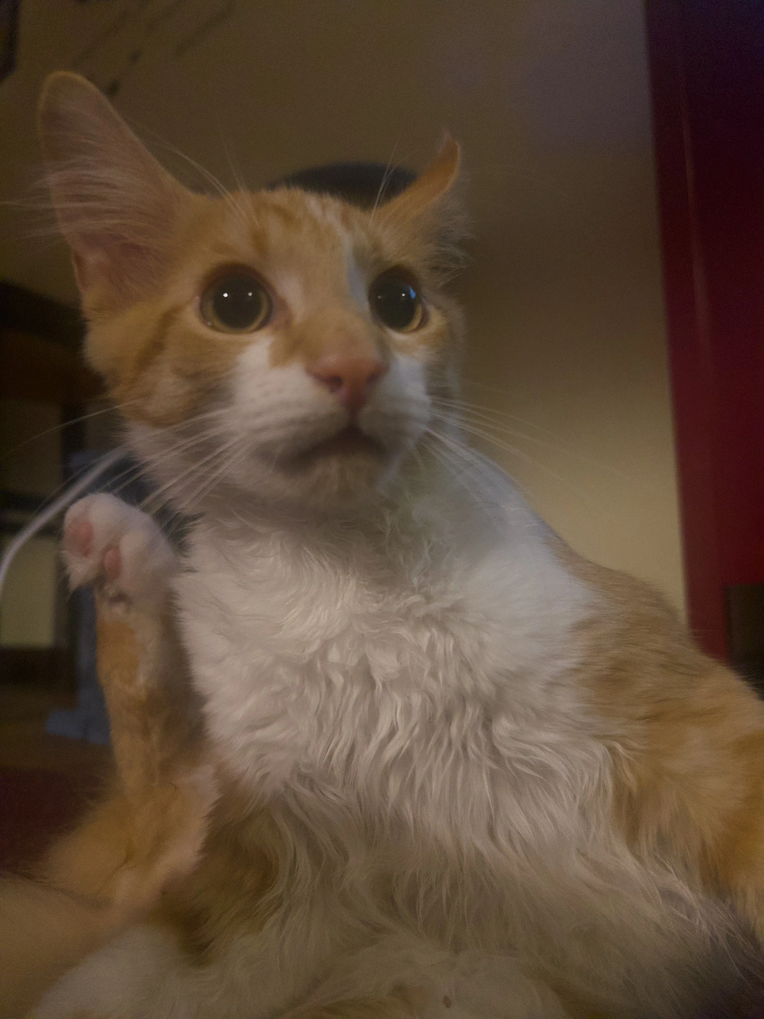 Close-up of a fluffy orange-and-white cat with wide eyes and a raised paw.