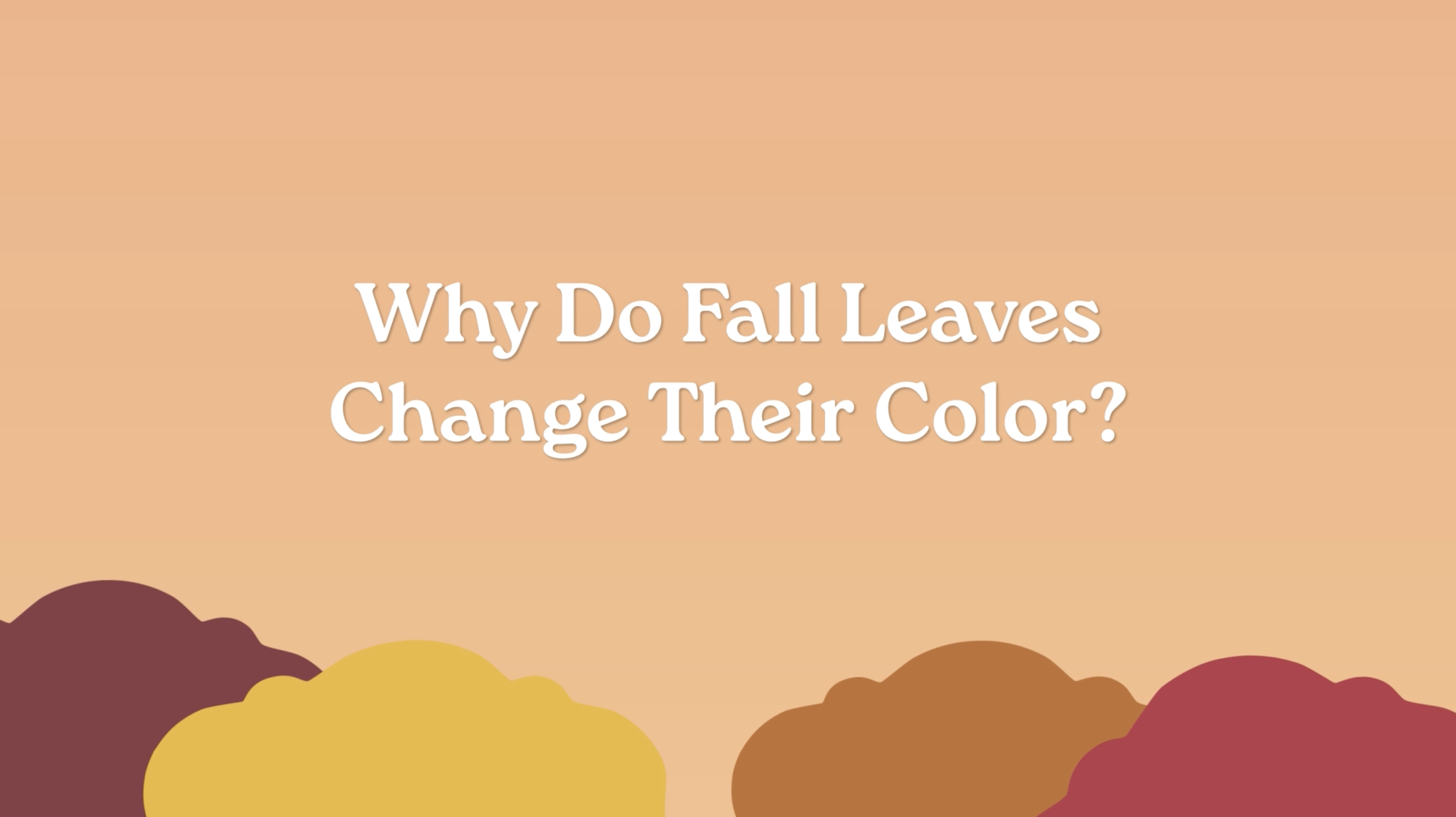 Illustrated autumn background with colorful foliage and text reading “Why Do Fall Leaves Change Their Color?”