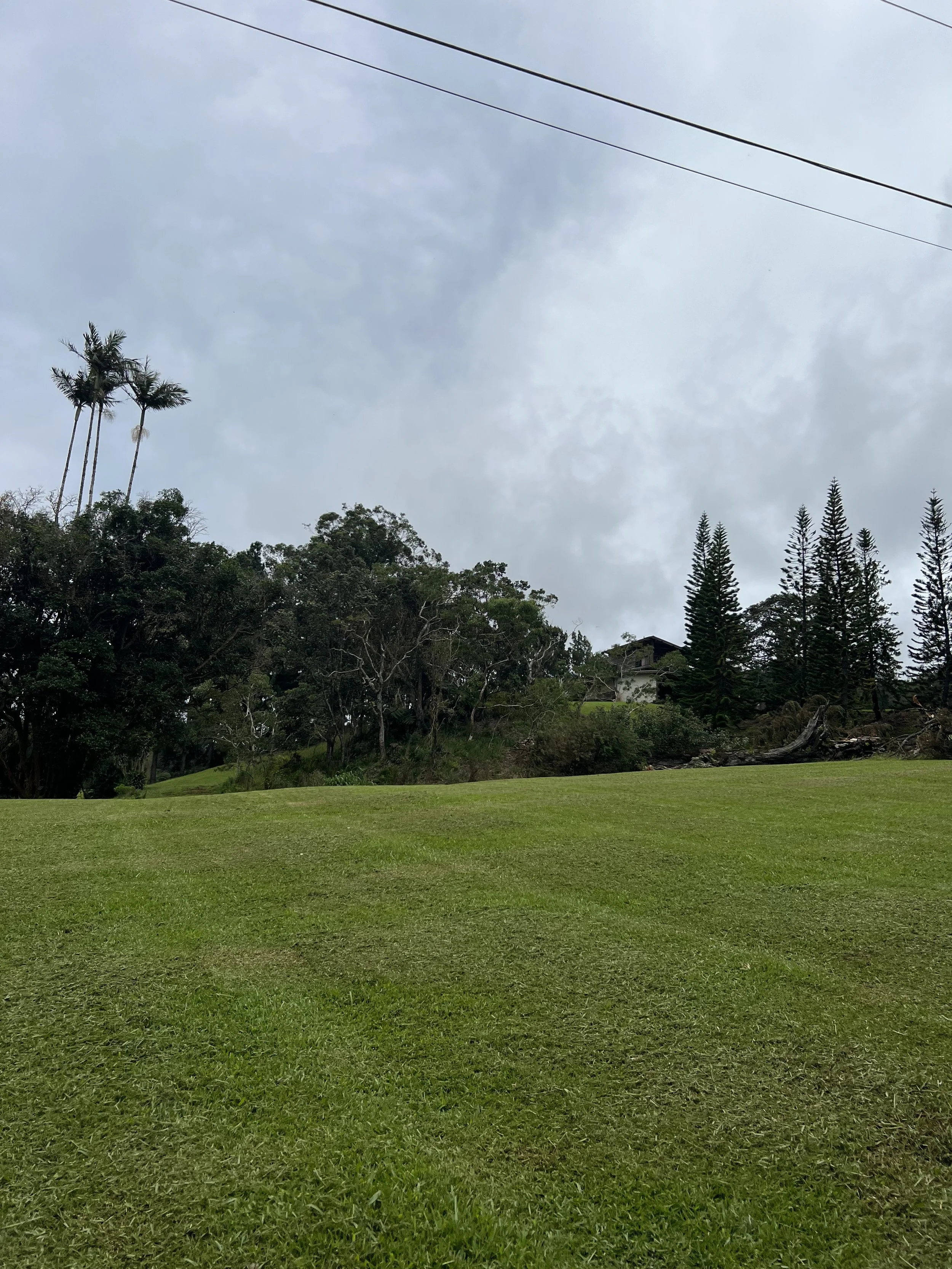 Lush green lawn and tropical trees beneath an overcast sky, with utility lines overhead and a house partially visible in the background.