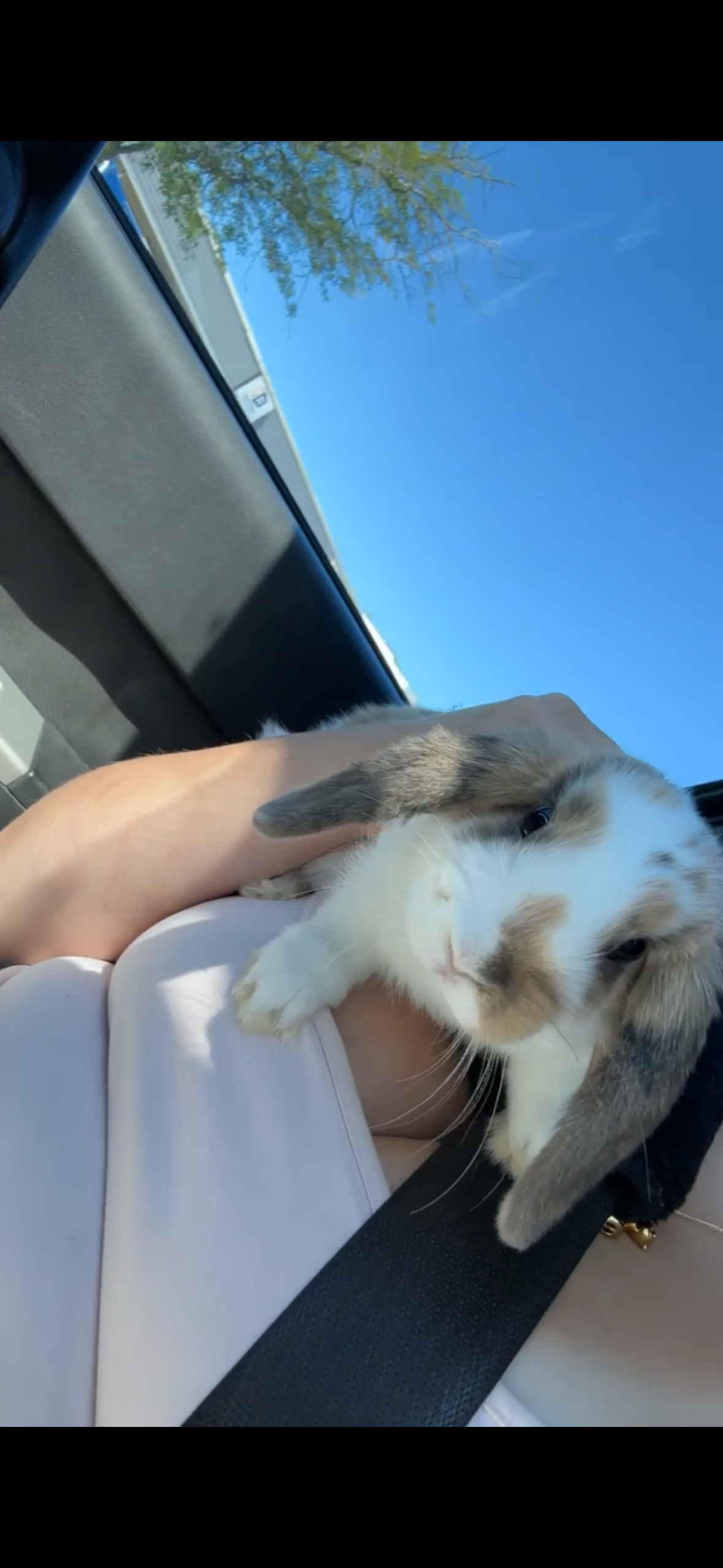 Gray-and-white lop-eared rabbit being held inside a car on a sunny day