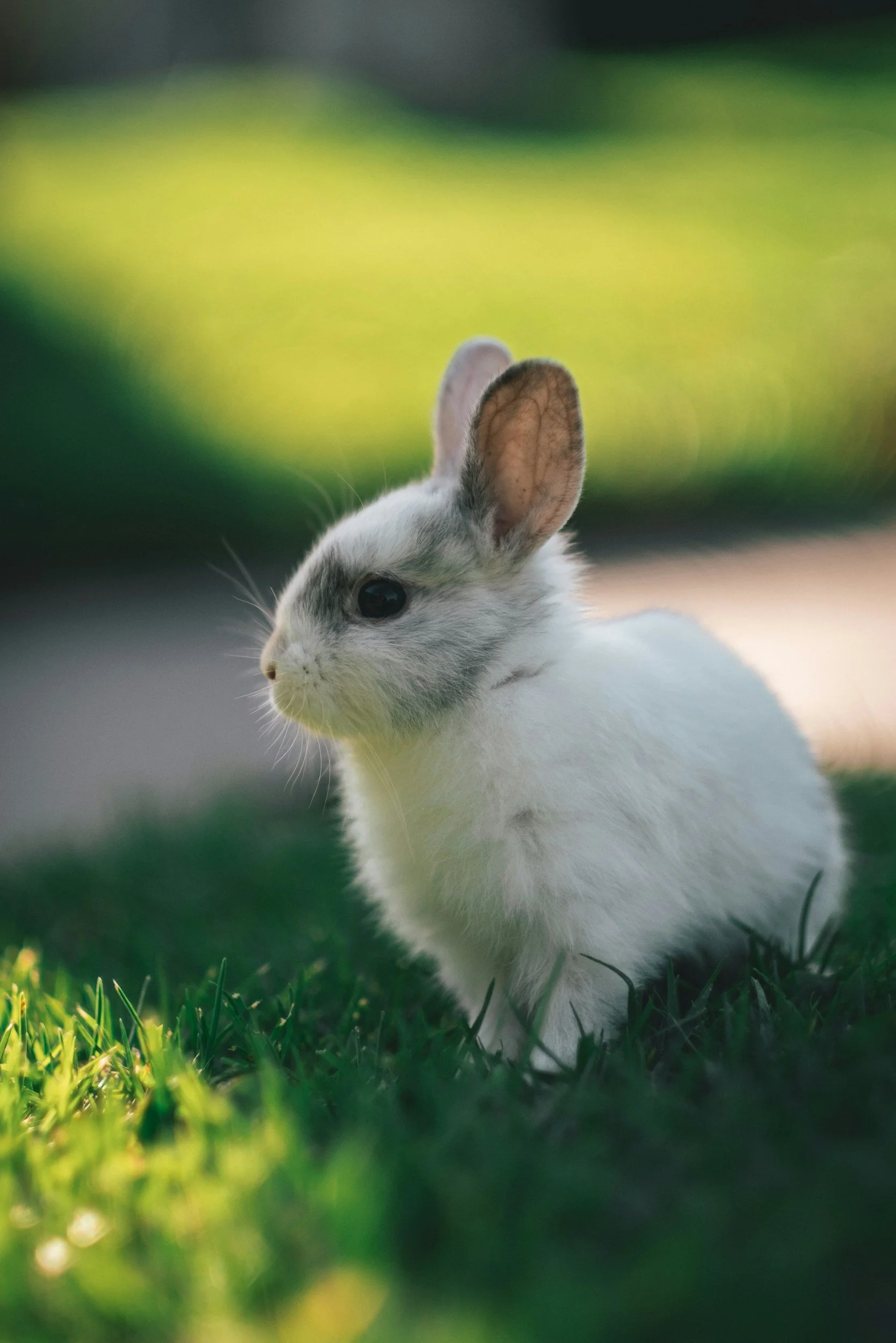 Close-up of a white and gray rabbit sitting in sunlit grass