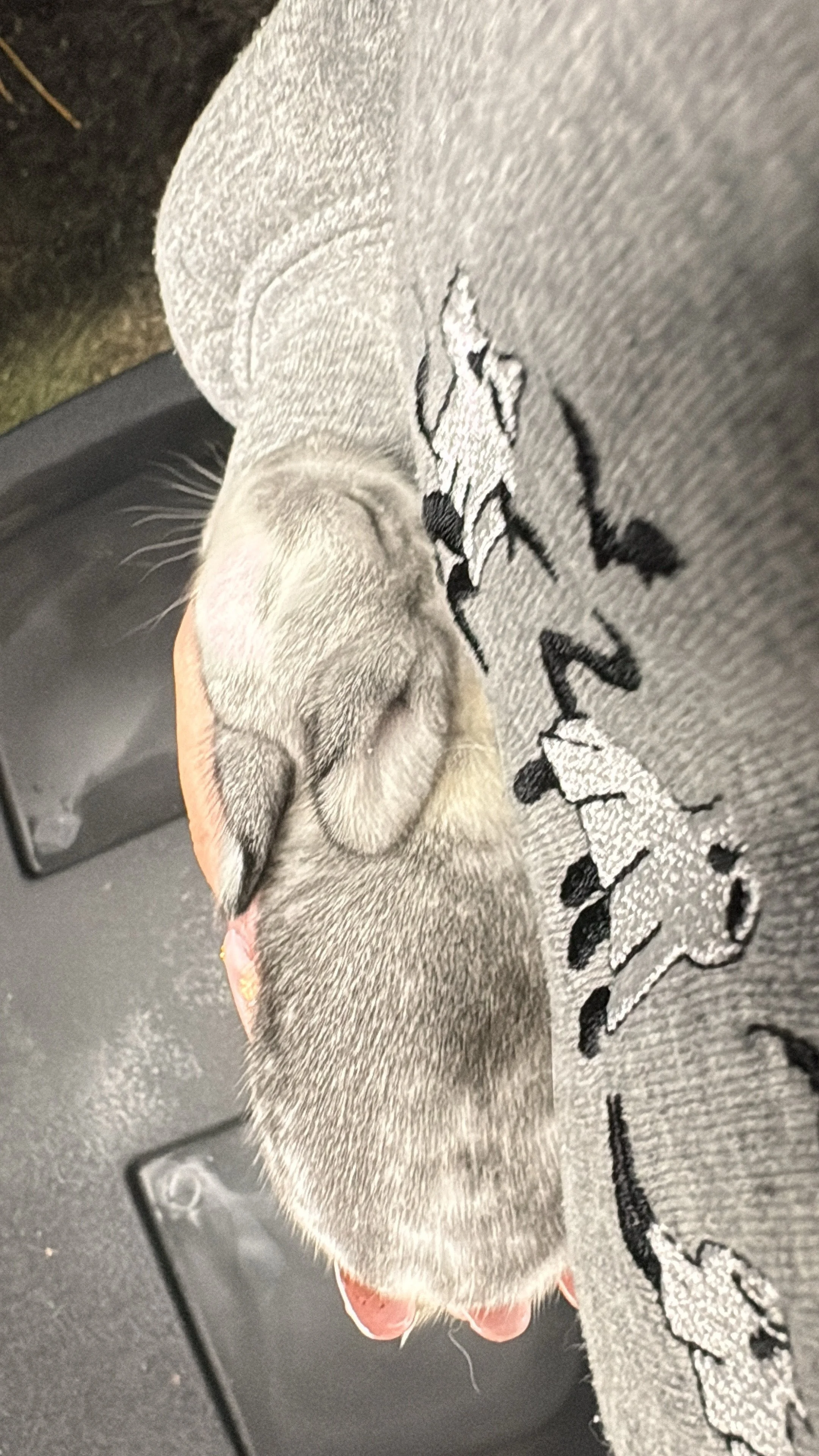 Close-up of a gray tabby cat resting on a person's lap, showing its pink nose and whiskers.