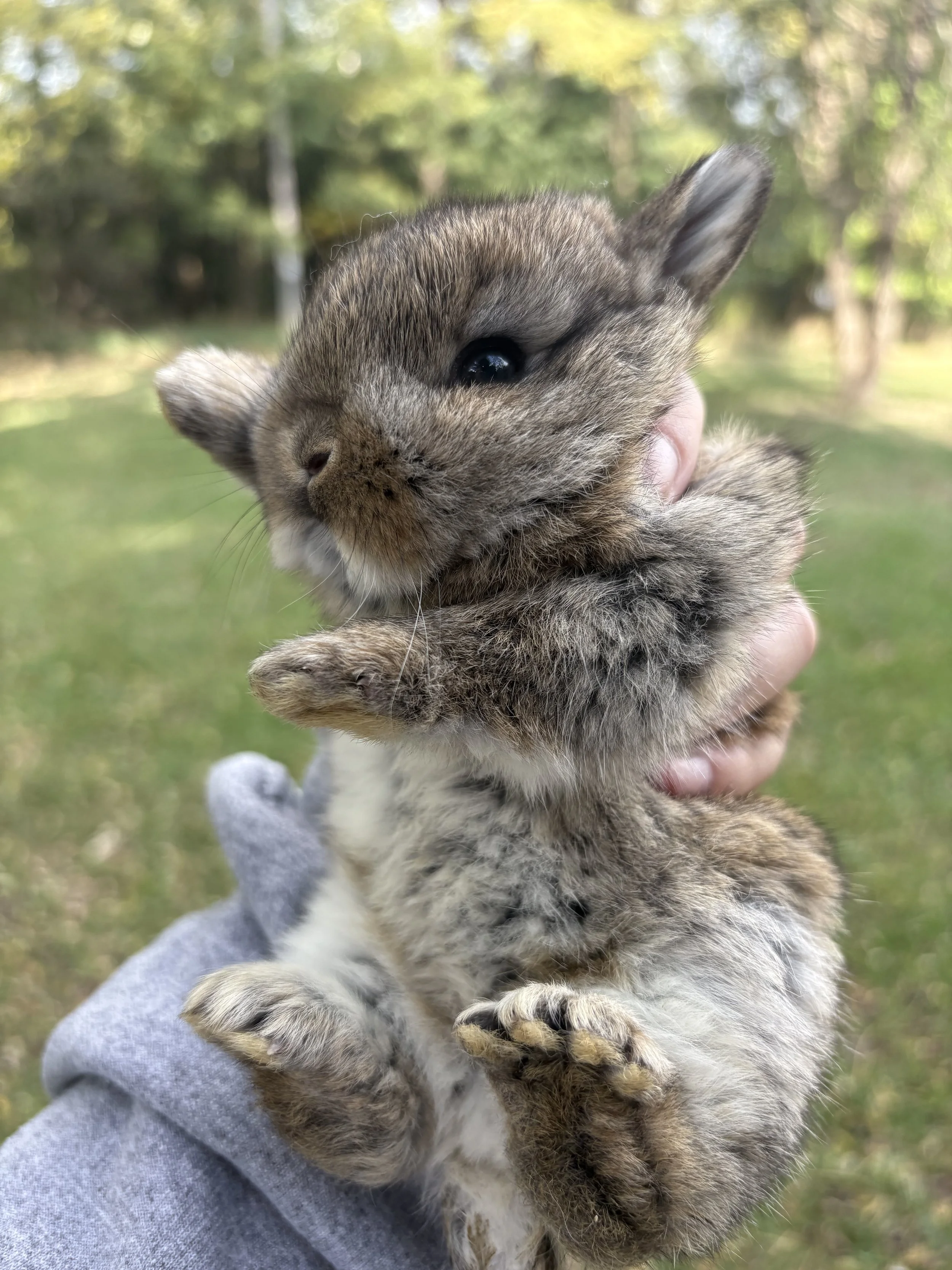 Close-up of a fluffy gray kitten being gently held outdoors