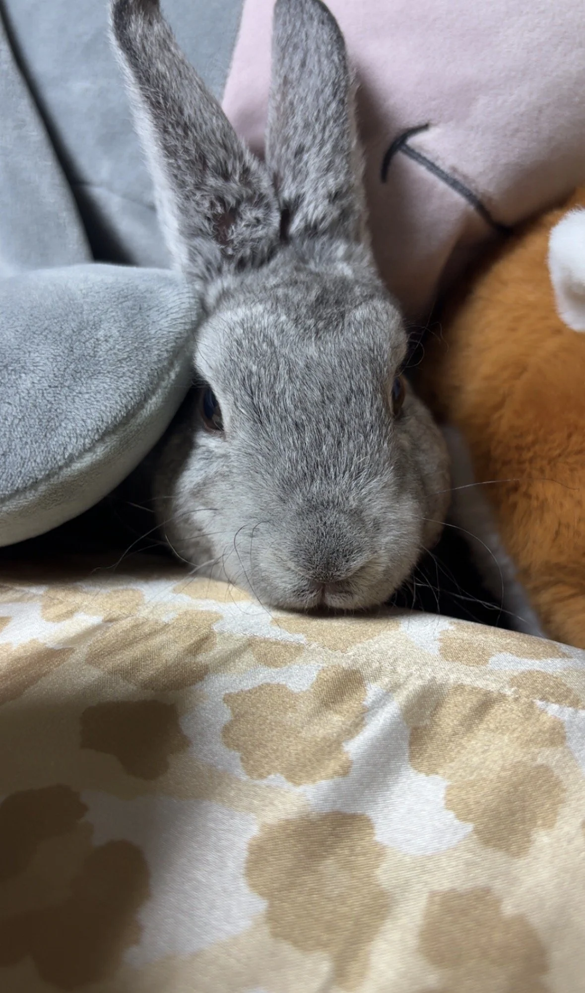 Close-up of a gray rabbit resting between plush toys on a patterned blanket.