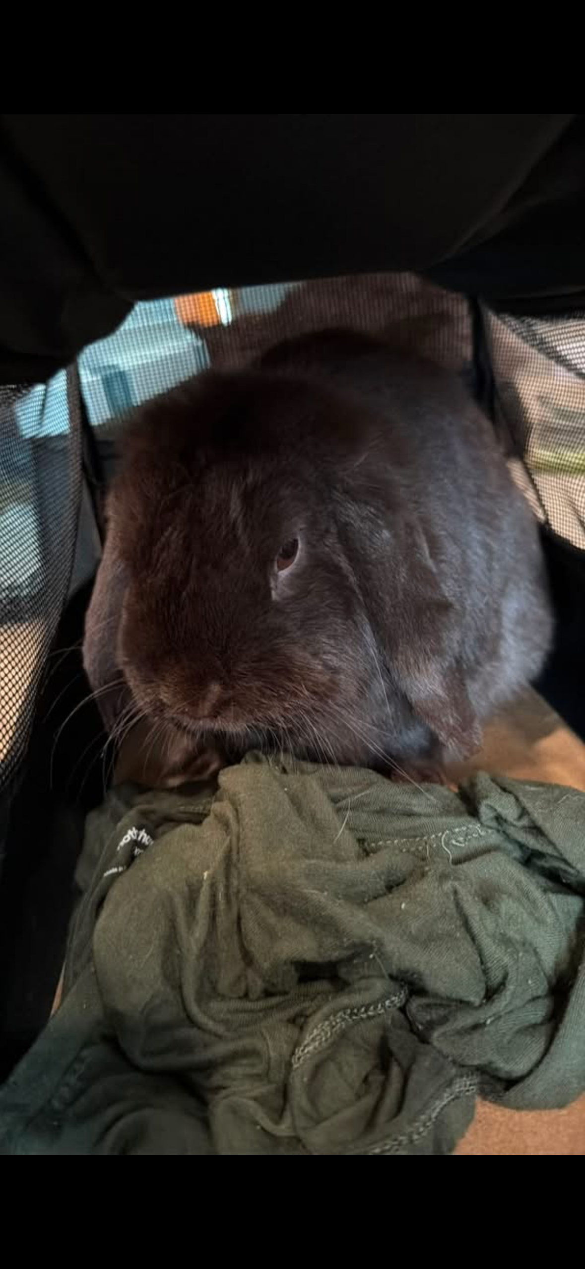Close-up of a brown guinea pig resting on a blanket inside a fabric carrier