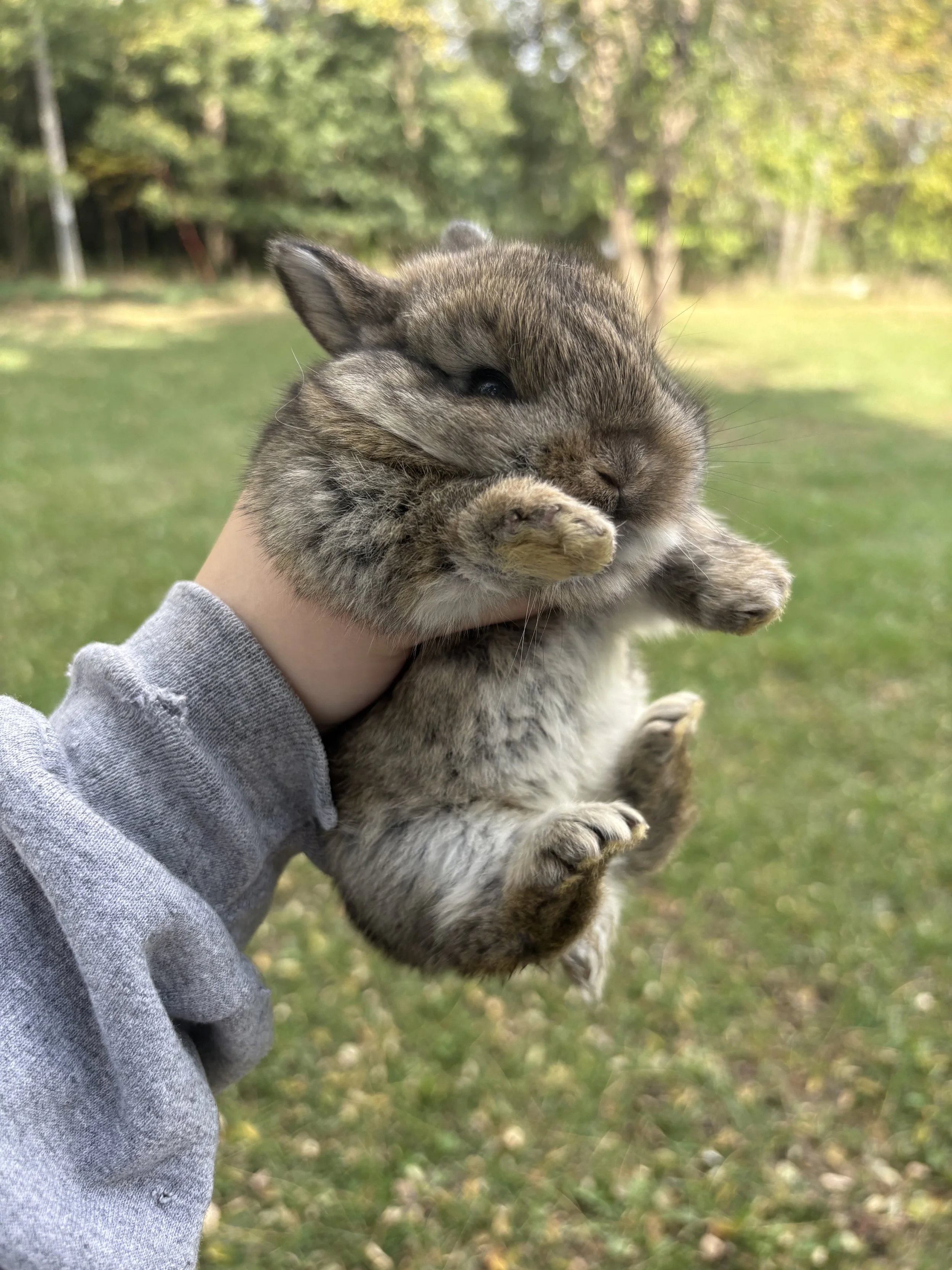Close-up of a fluffy gray kitten being held outdoors, with its paws raised against a blurred green forest background.