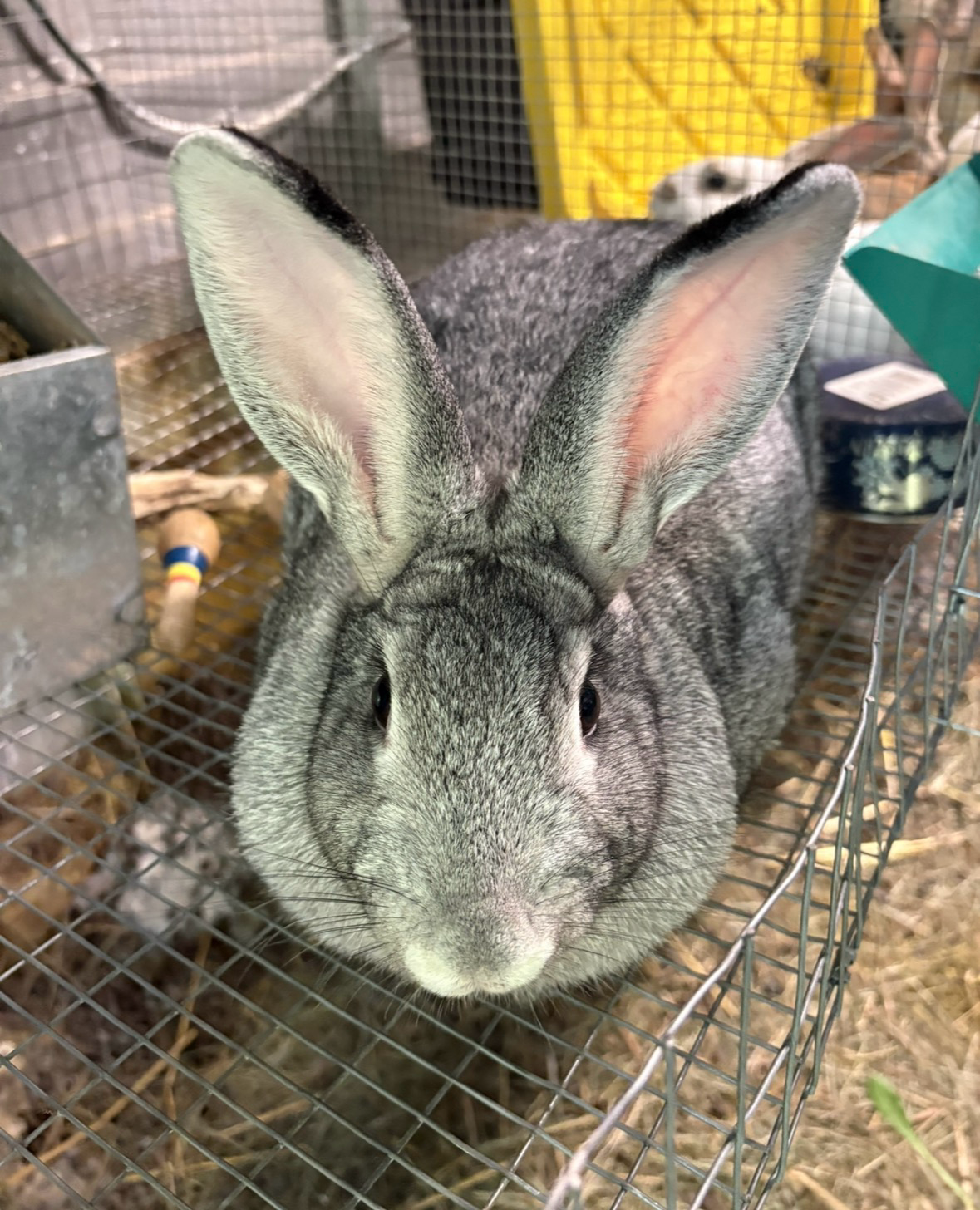 Gray rabbit with large upright ears inside a wire cage